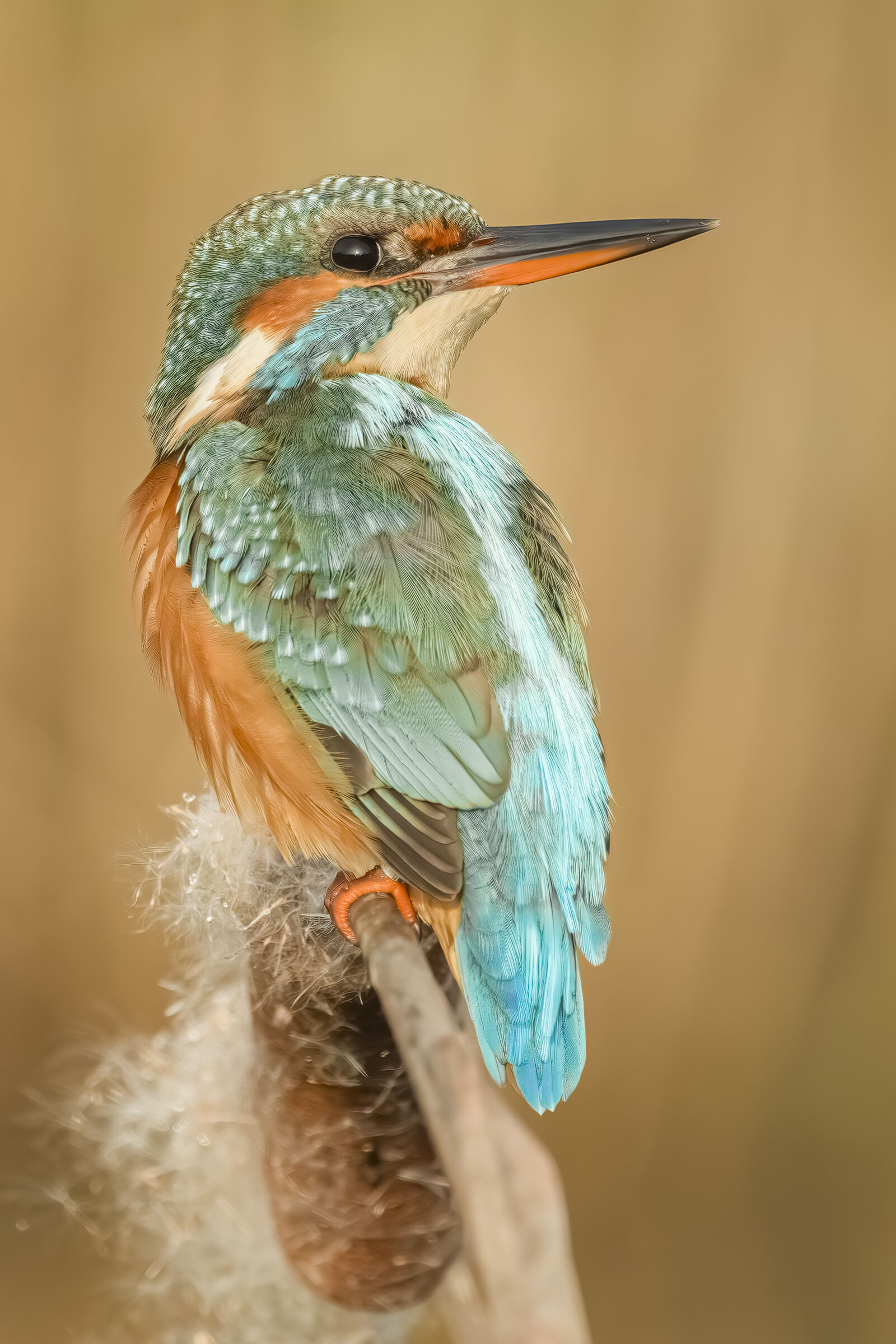 Kingfisher