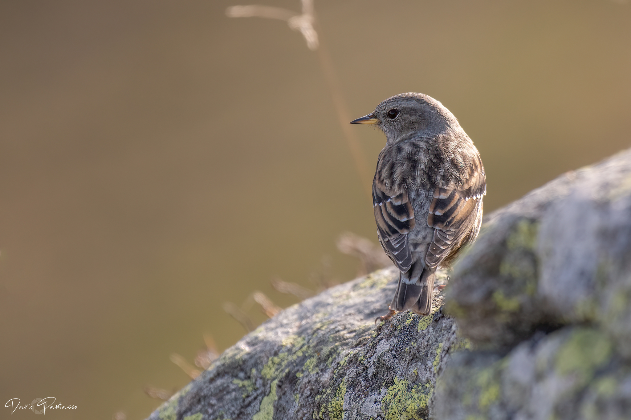 The sunset of the sordone