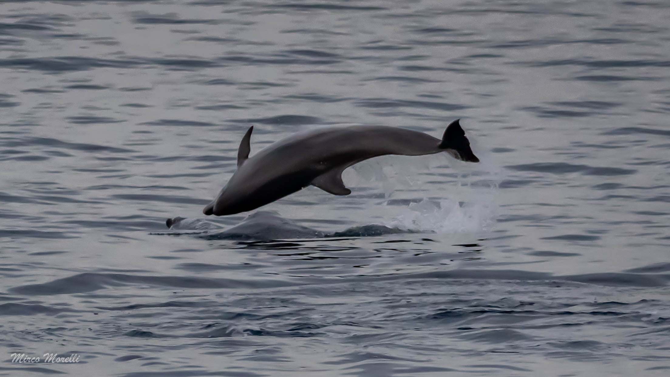 delfini