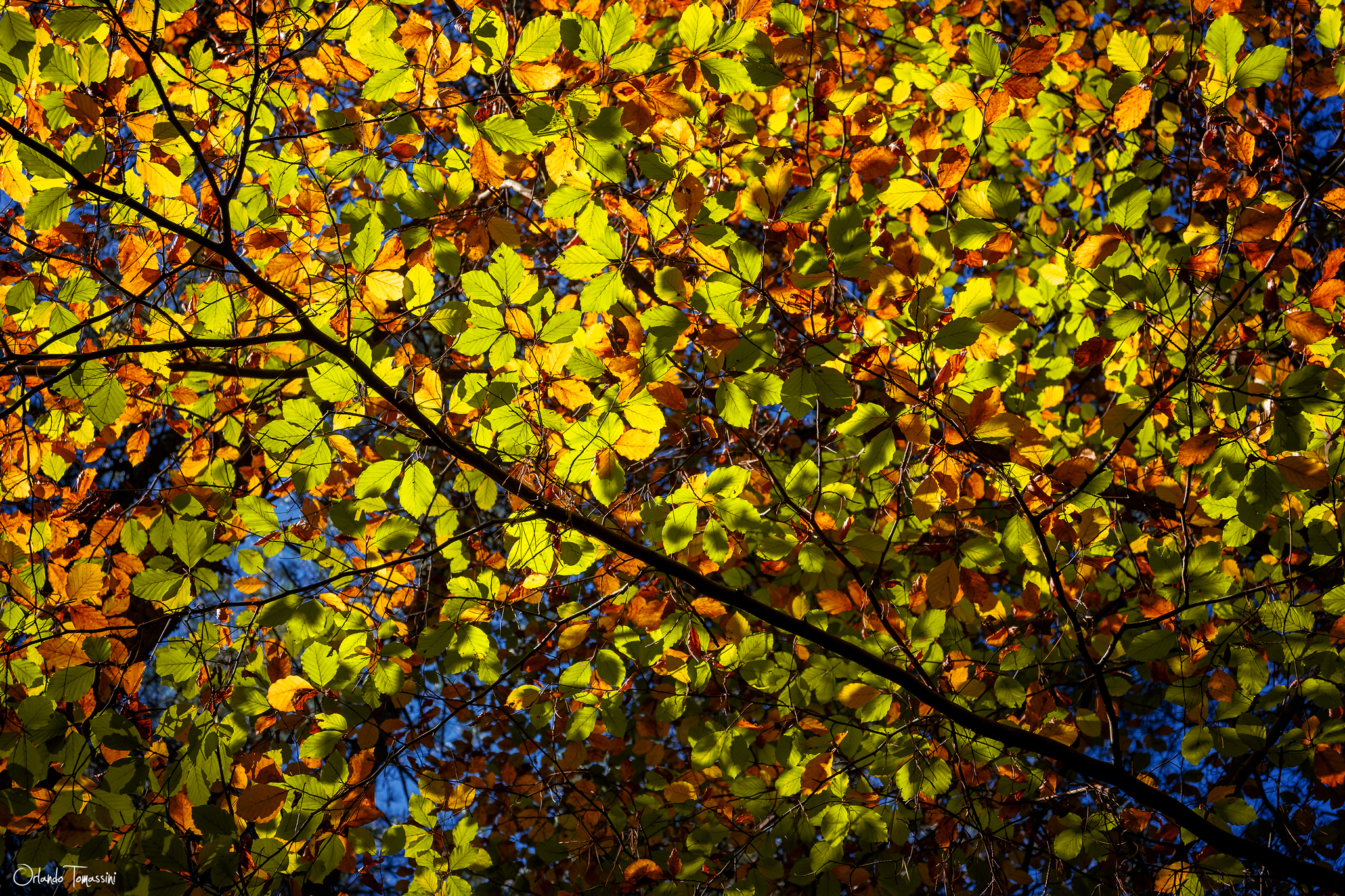 Autumn