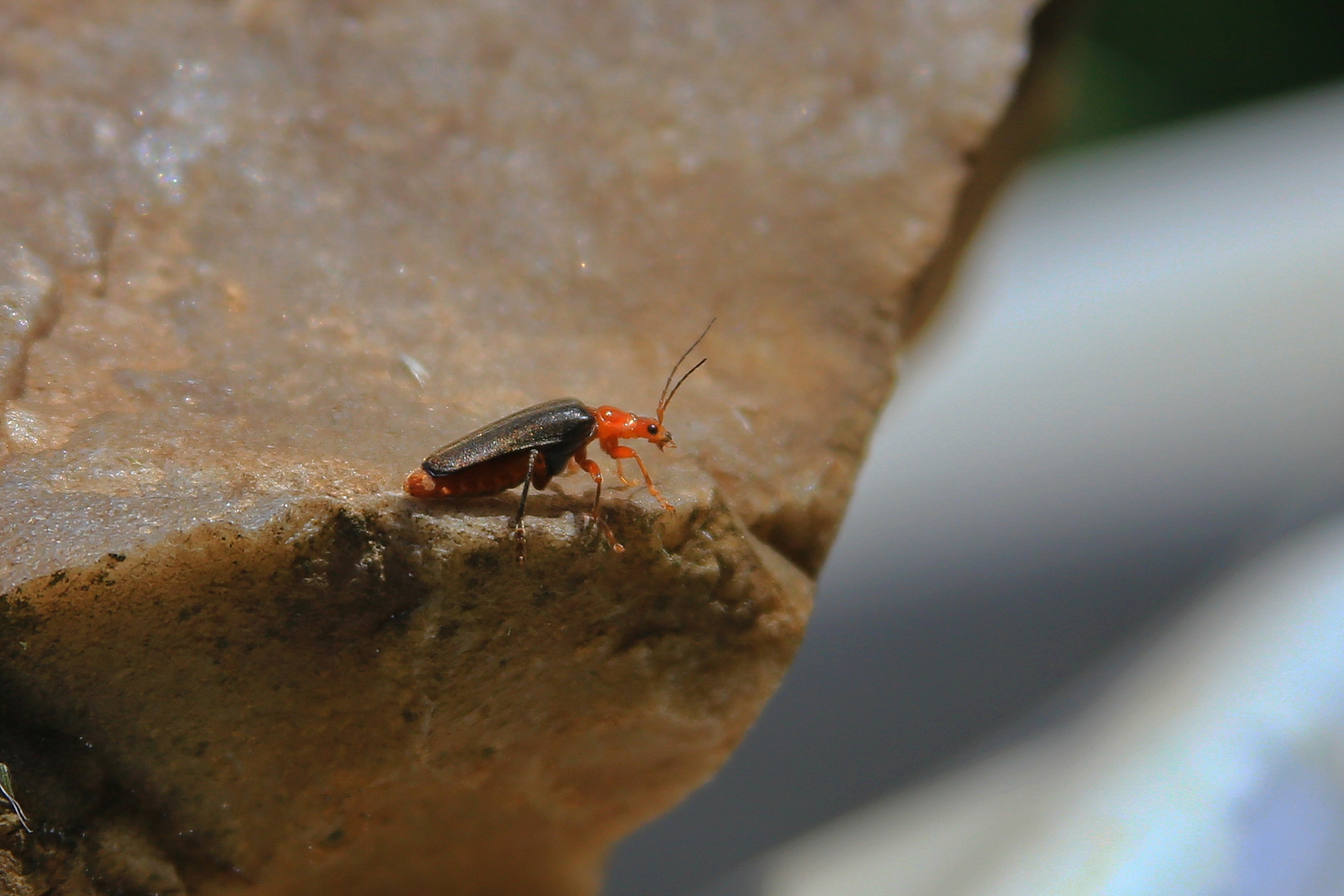 Cantharis livida