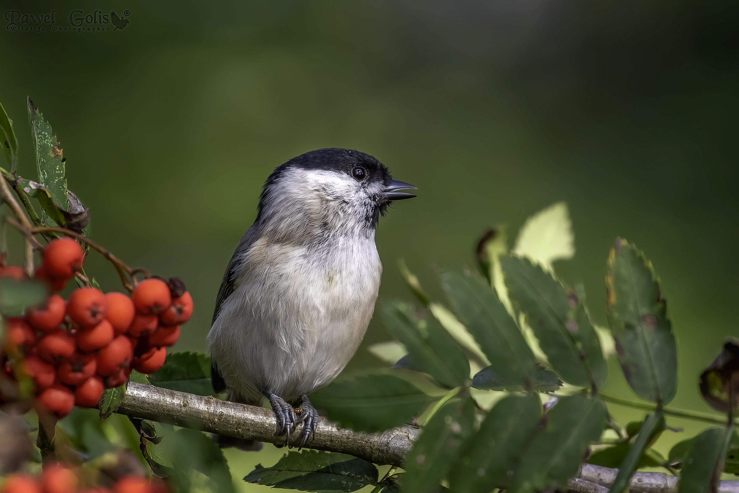 Cincia palustre (Parus palustris)
