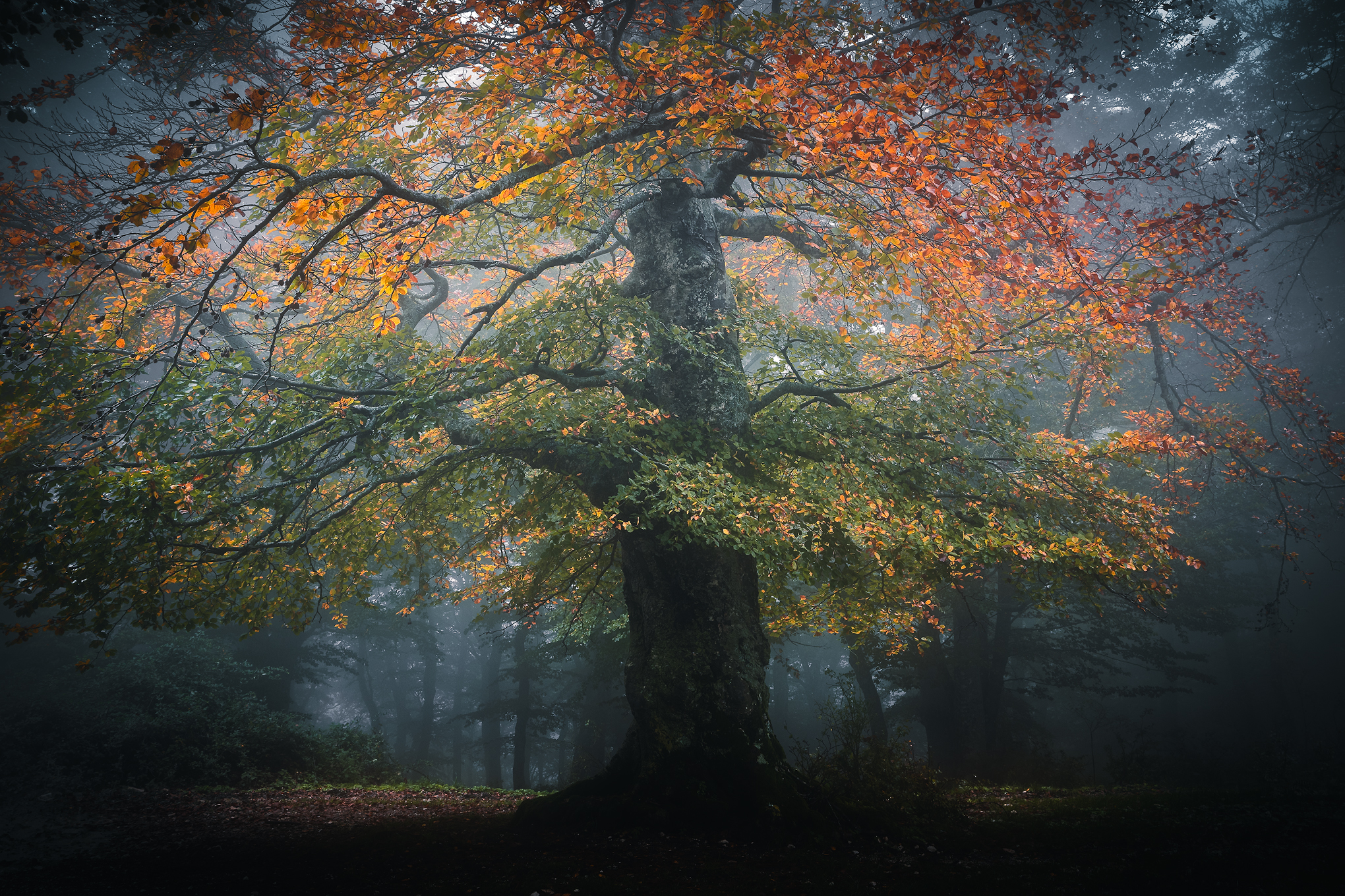 Canfaito fog_6