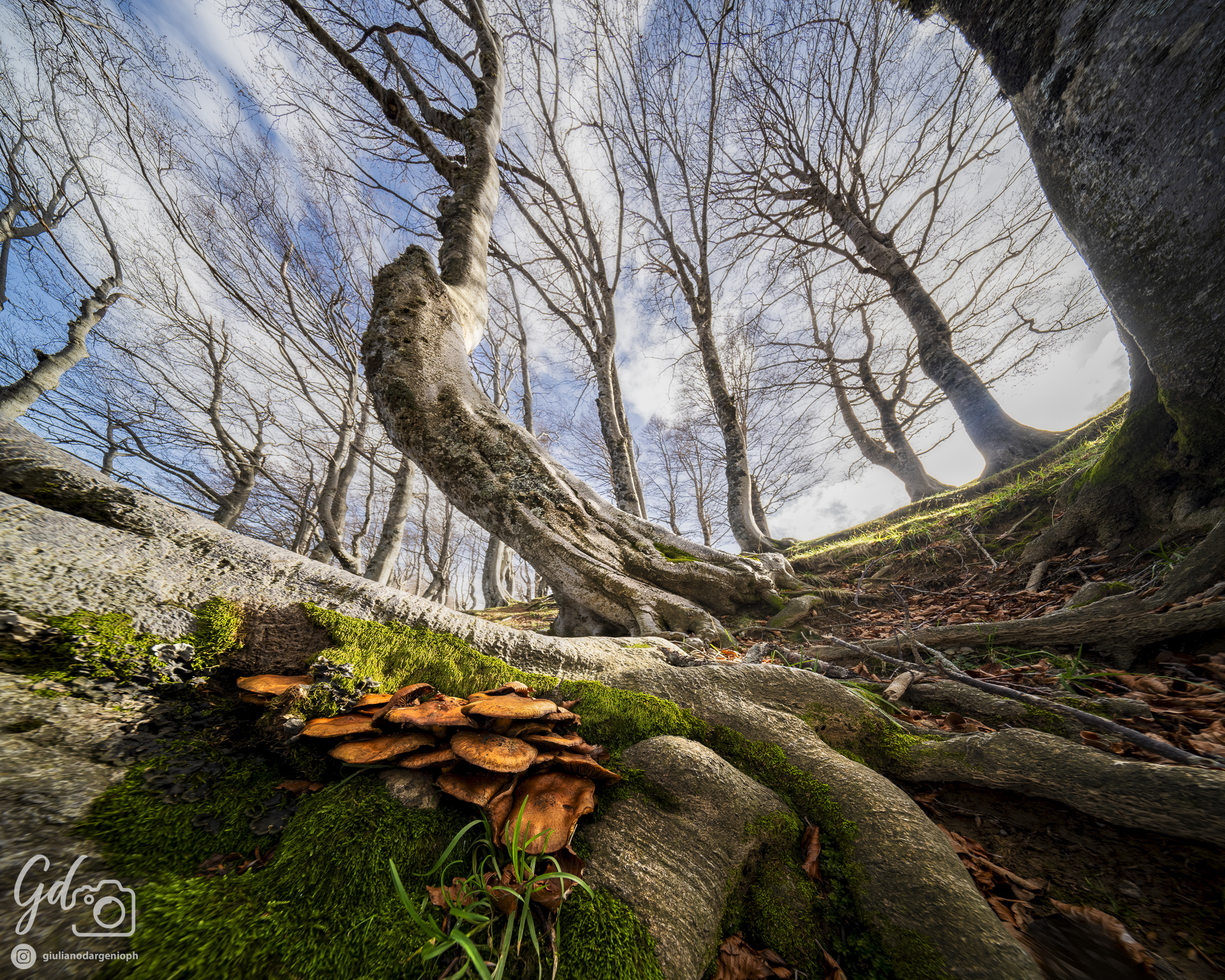 Bosco dei Faggi Torti (Jacci di Verre)