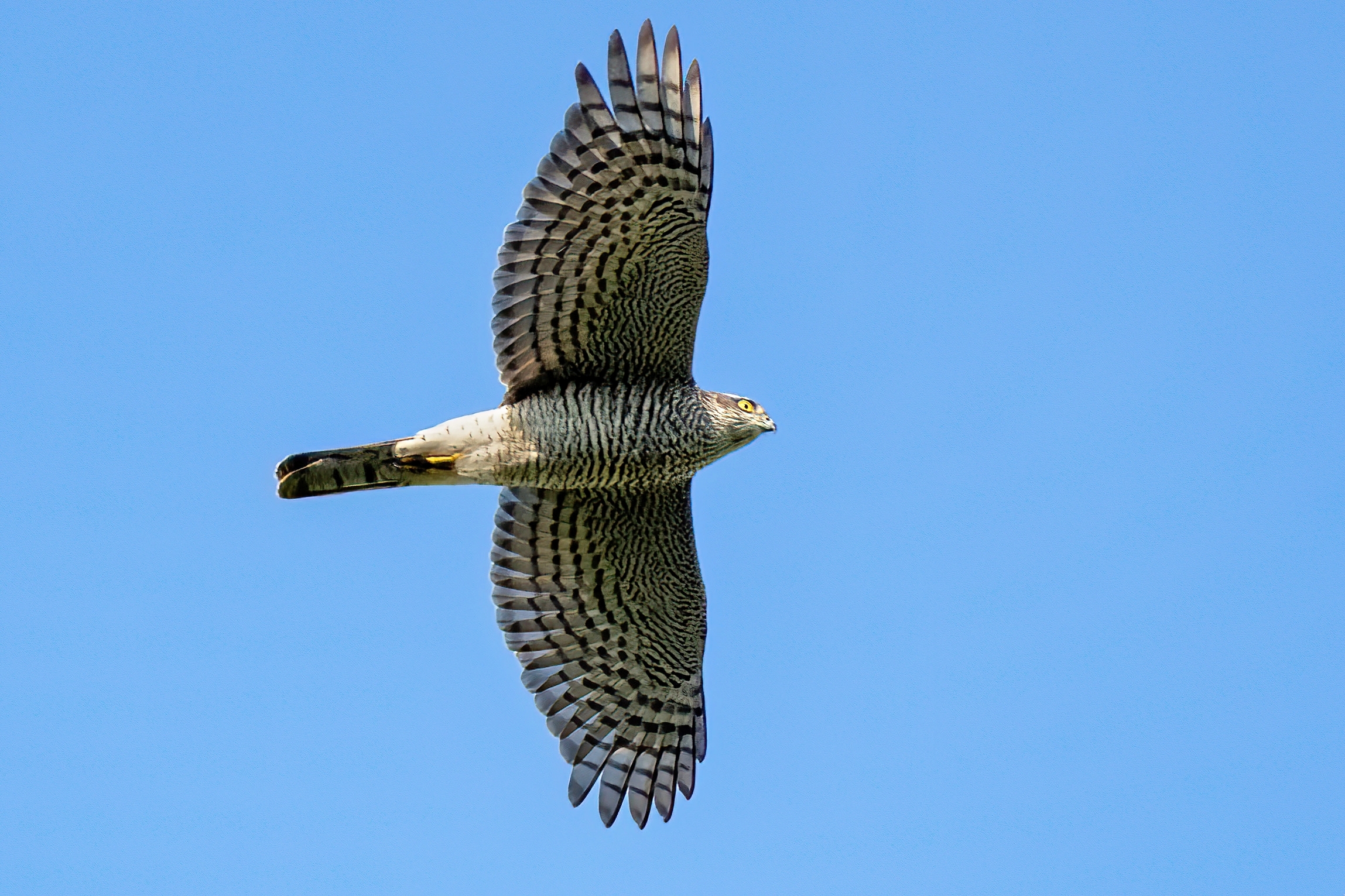Sparrowhawk (Accipiter nisus)
