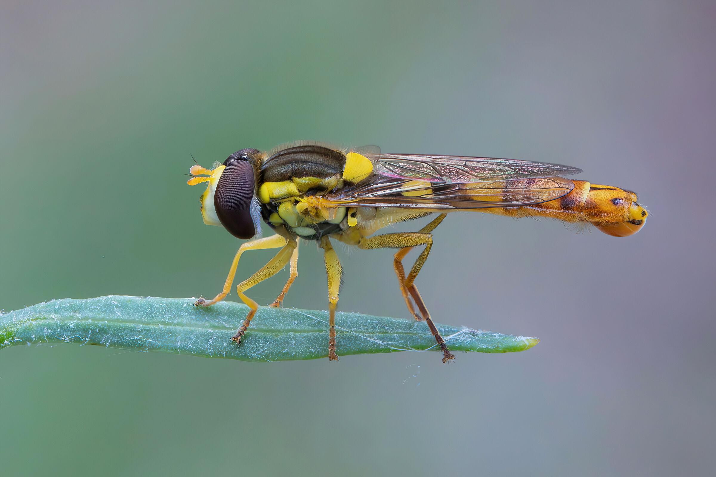 Sphaerophoria scripta