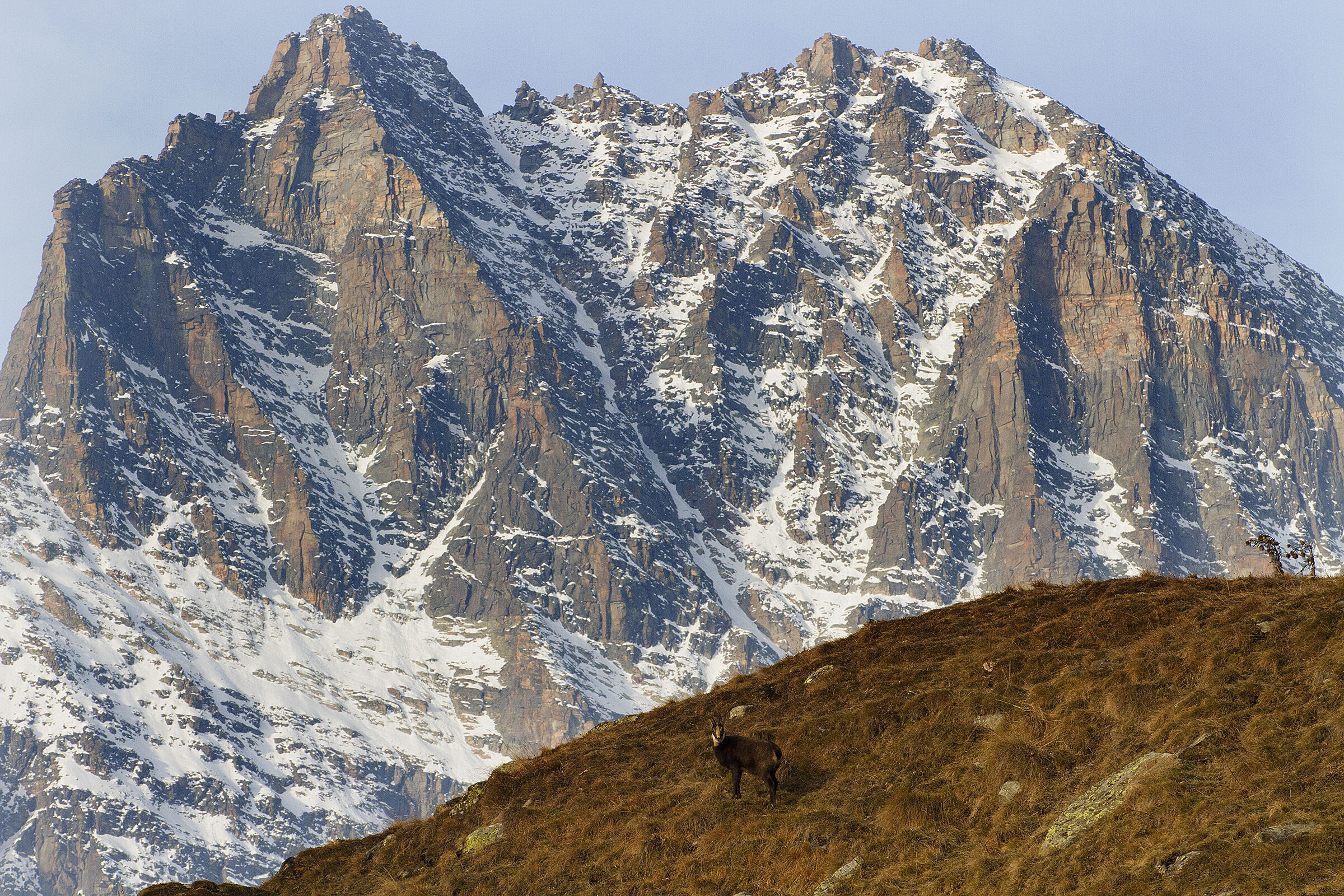 Camoscio - Cima Courmaon salendo Gran Piano di Caccia