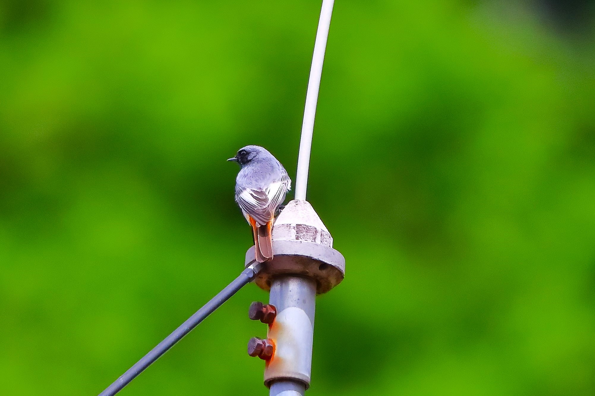 Codirosso S M 04 maggio 2024 - 0013