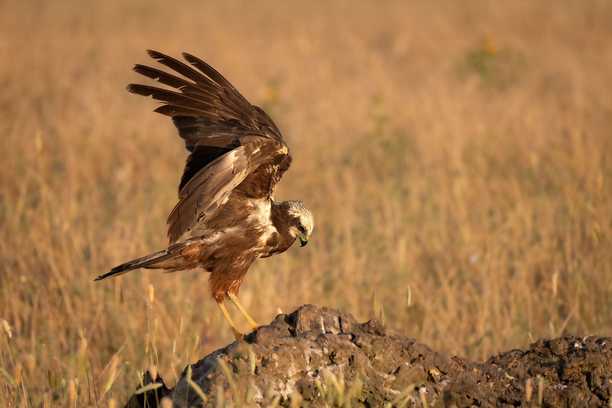 Falco di palude