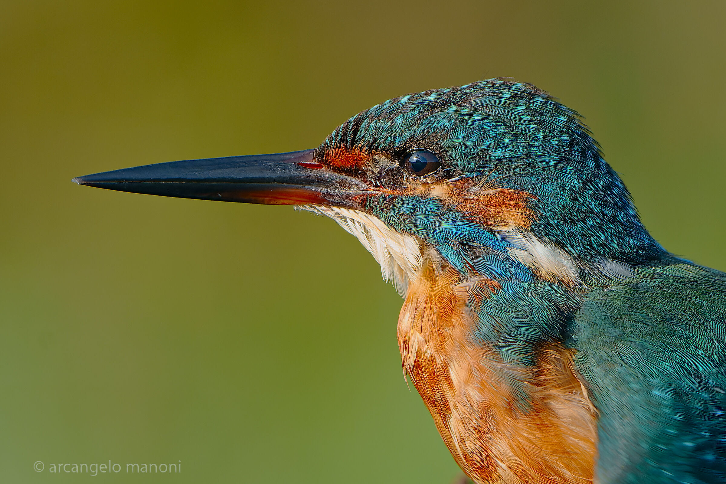 Primissimo piano alla martina