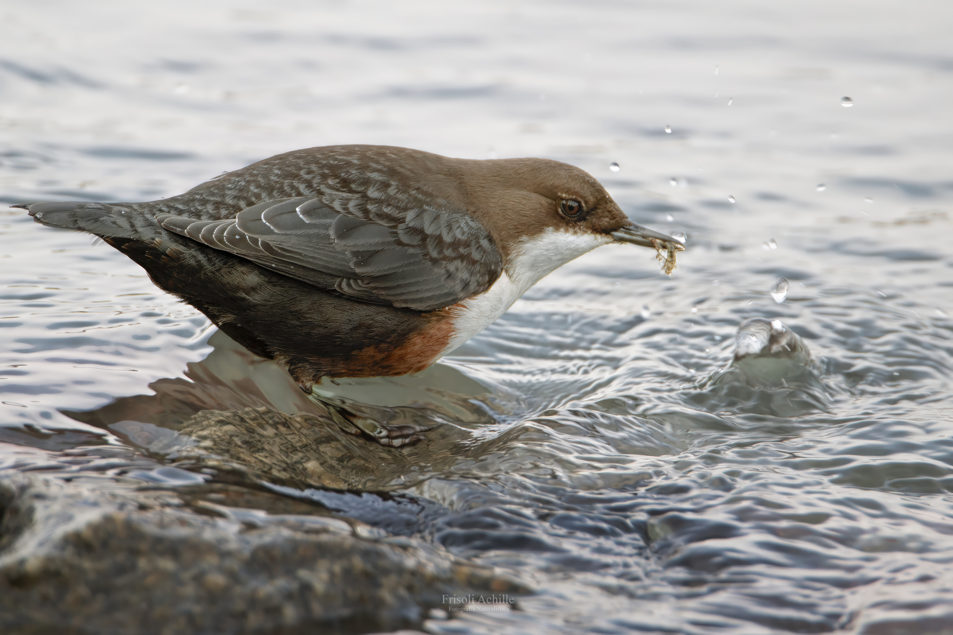 White-throated dipper