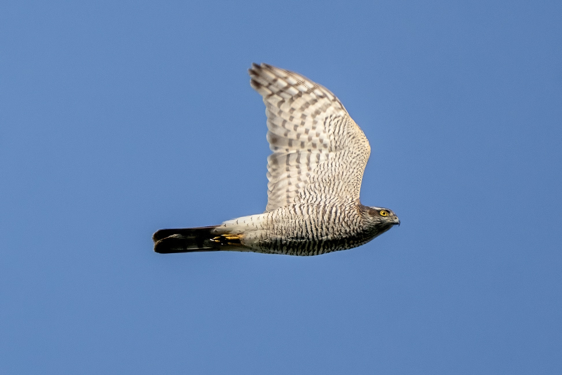 Sparrowhawk (Accipiter nisus)