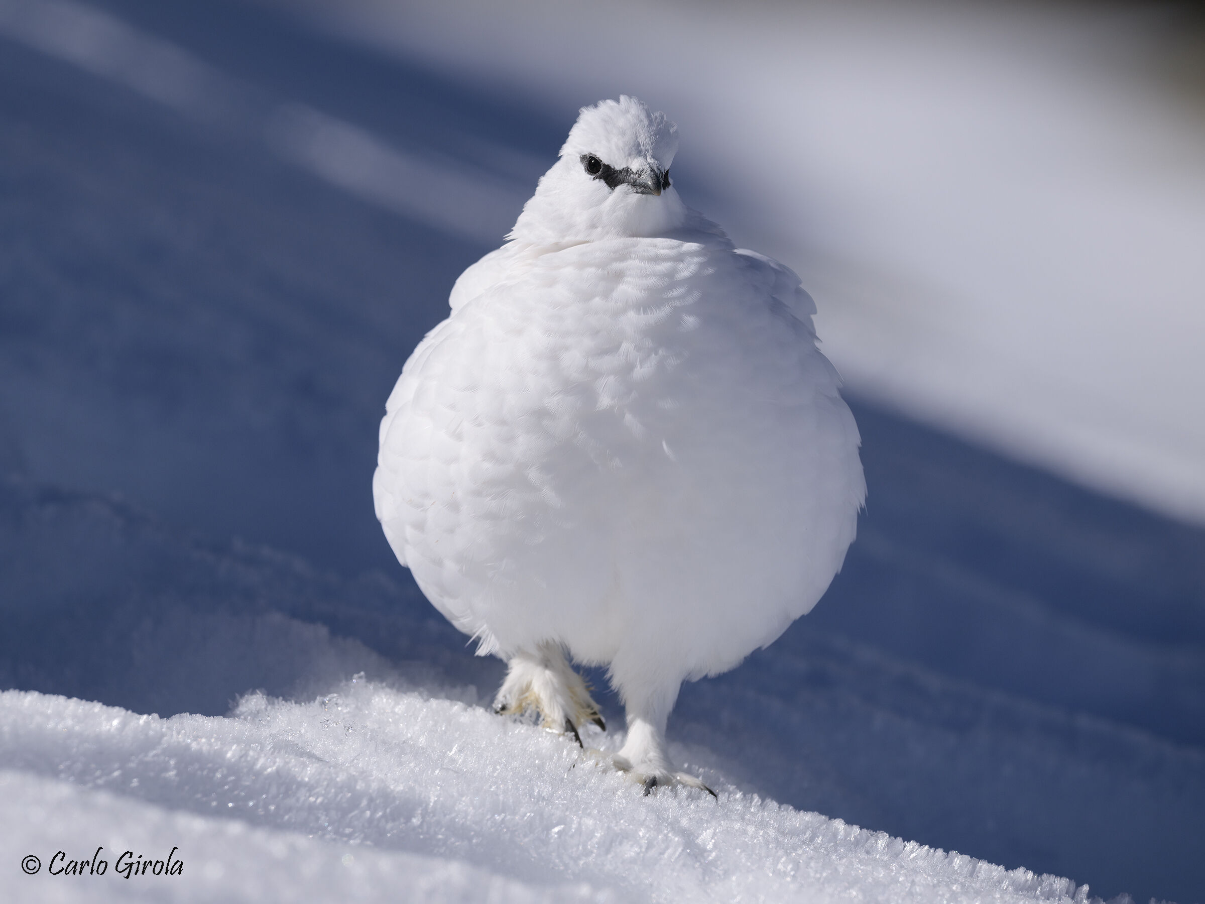 Rock ptarmigan (Lagopus muta(