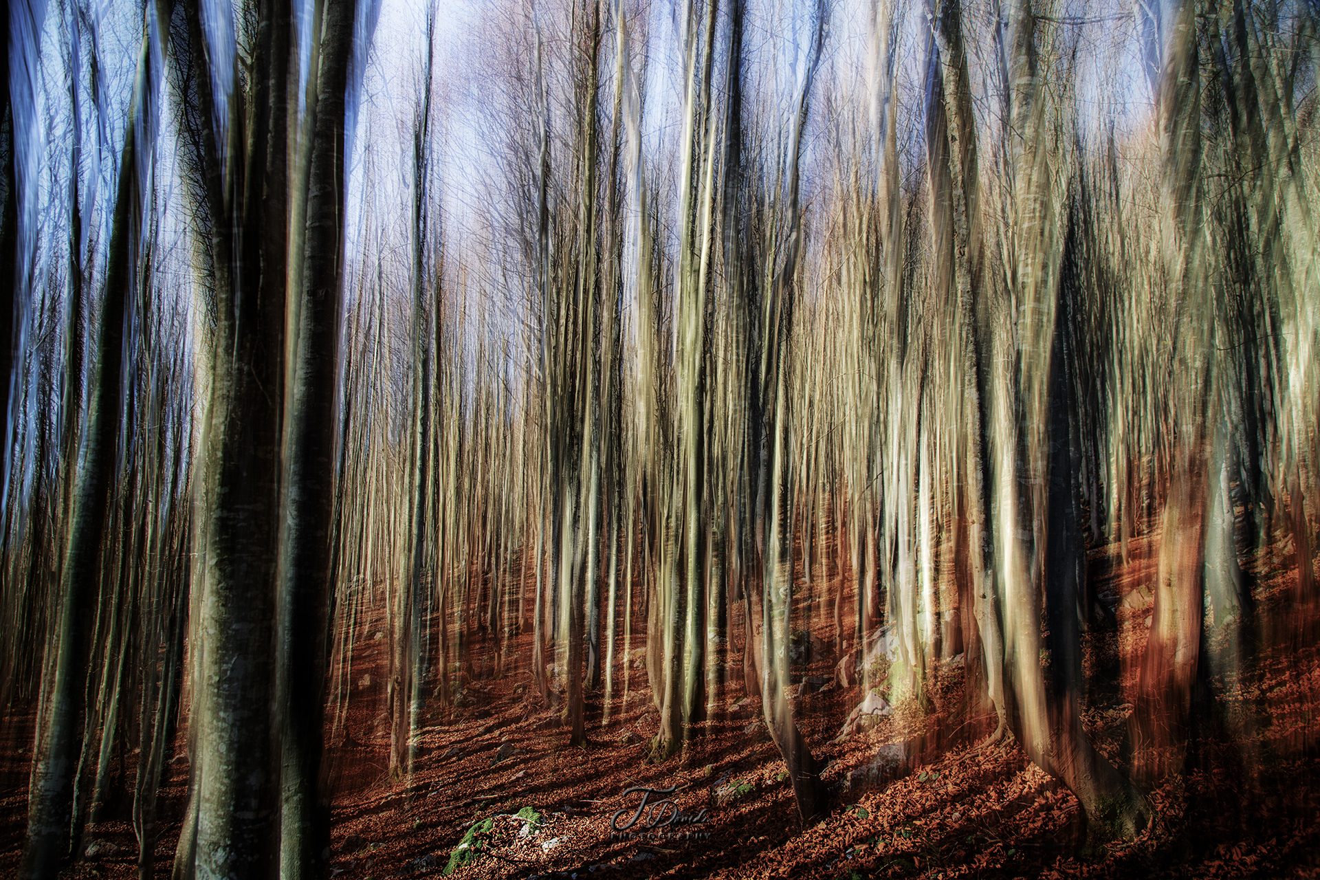Beech forest near Piancavallo