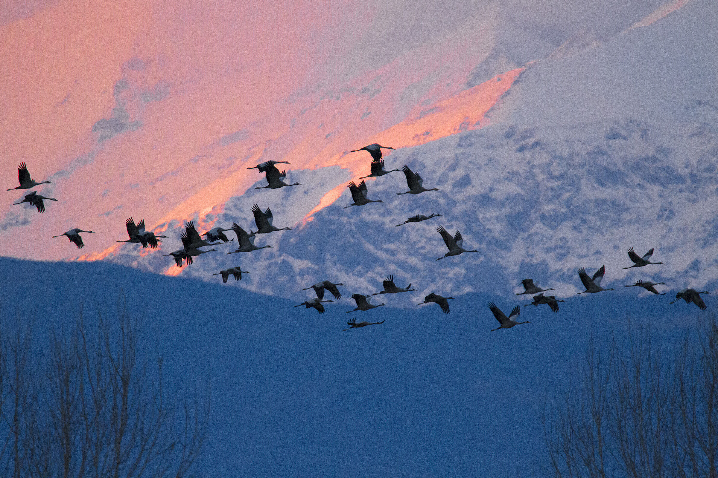 Crane - Migration Piedmontese Alps