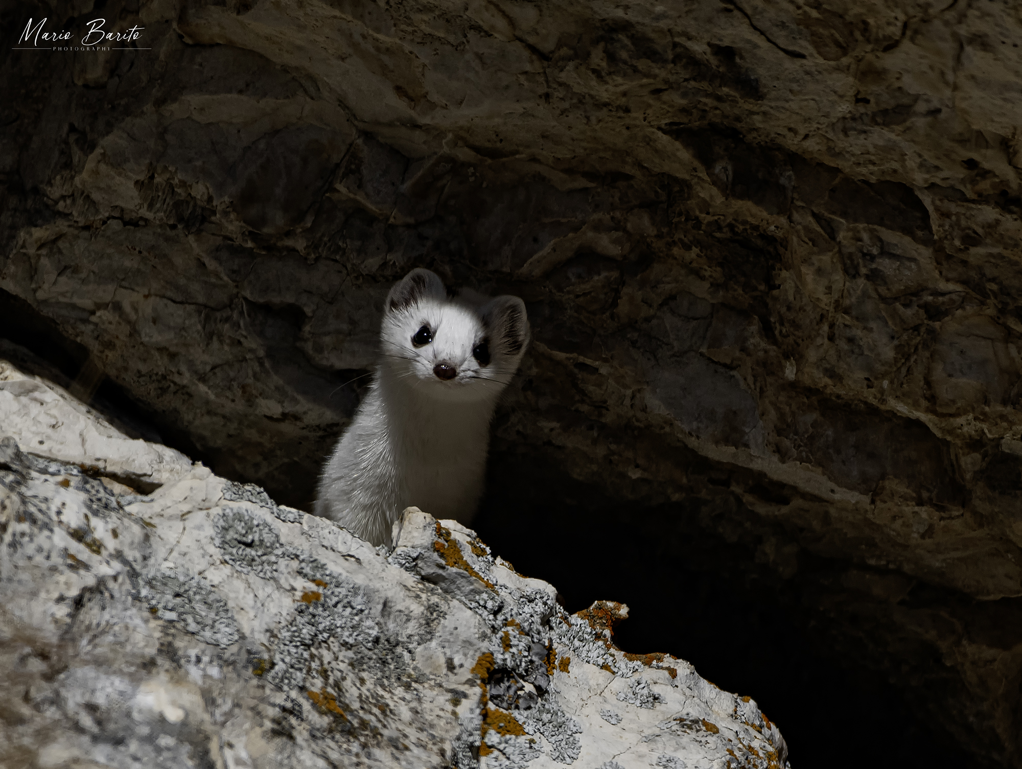 ermine