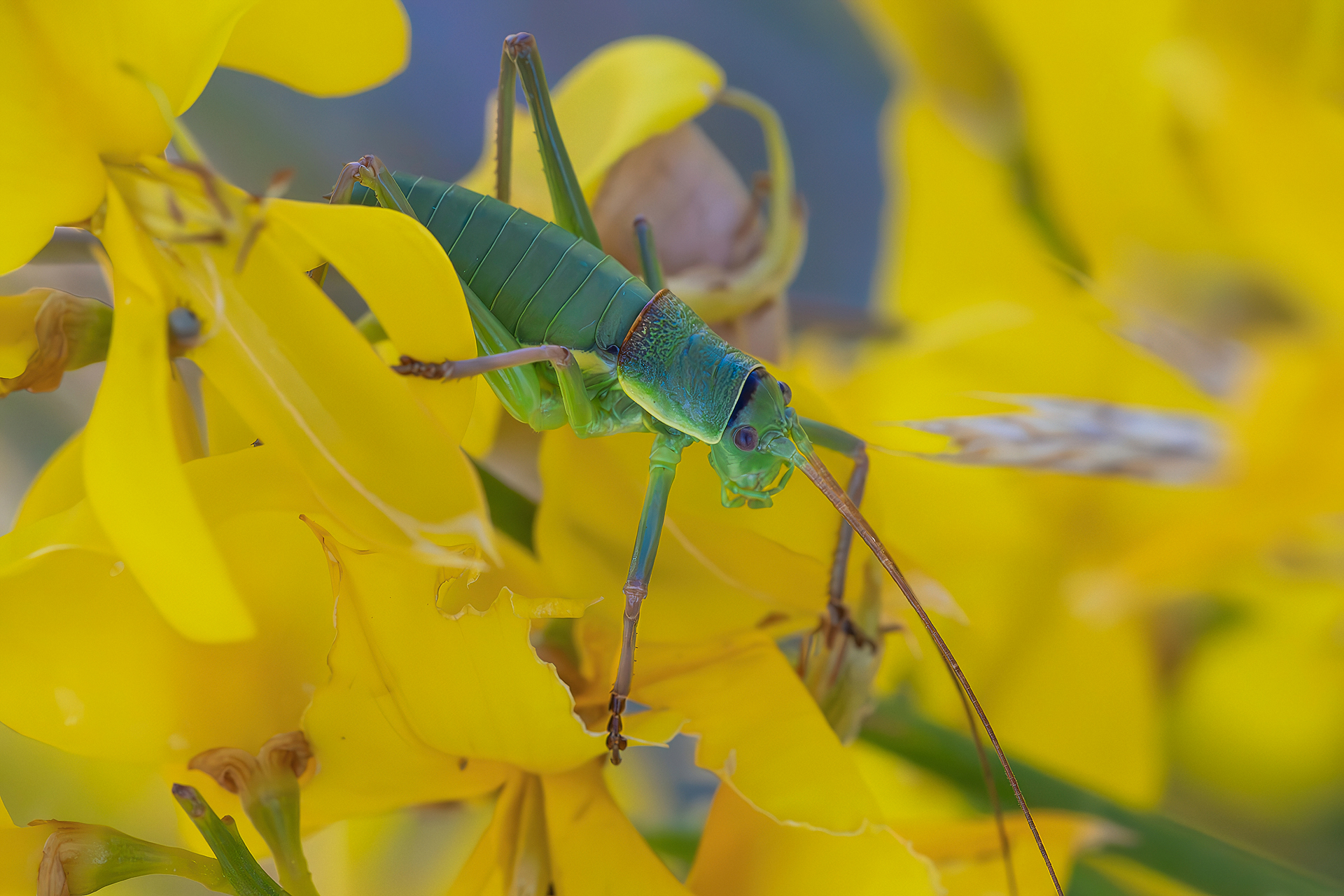 Ephippiger sp. z o.o.