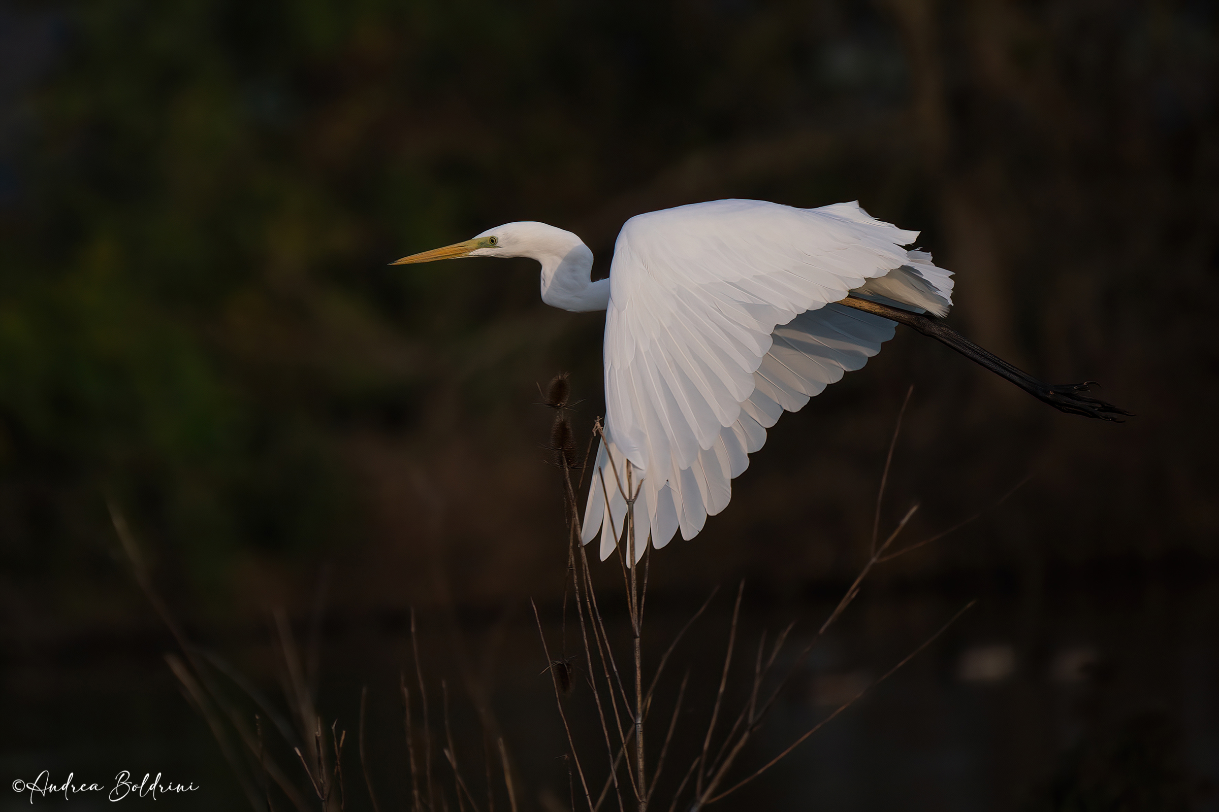 White Heron