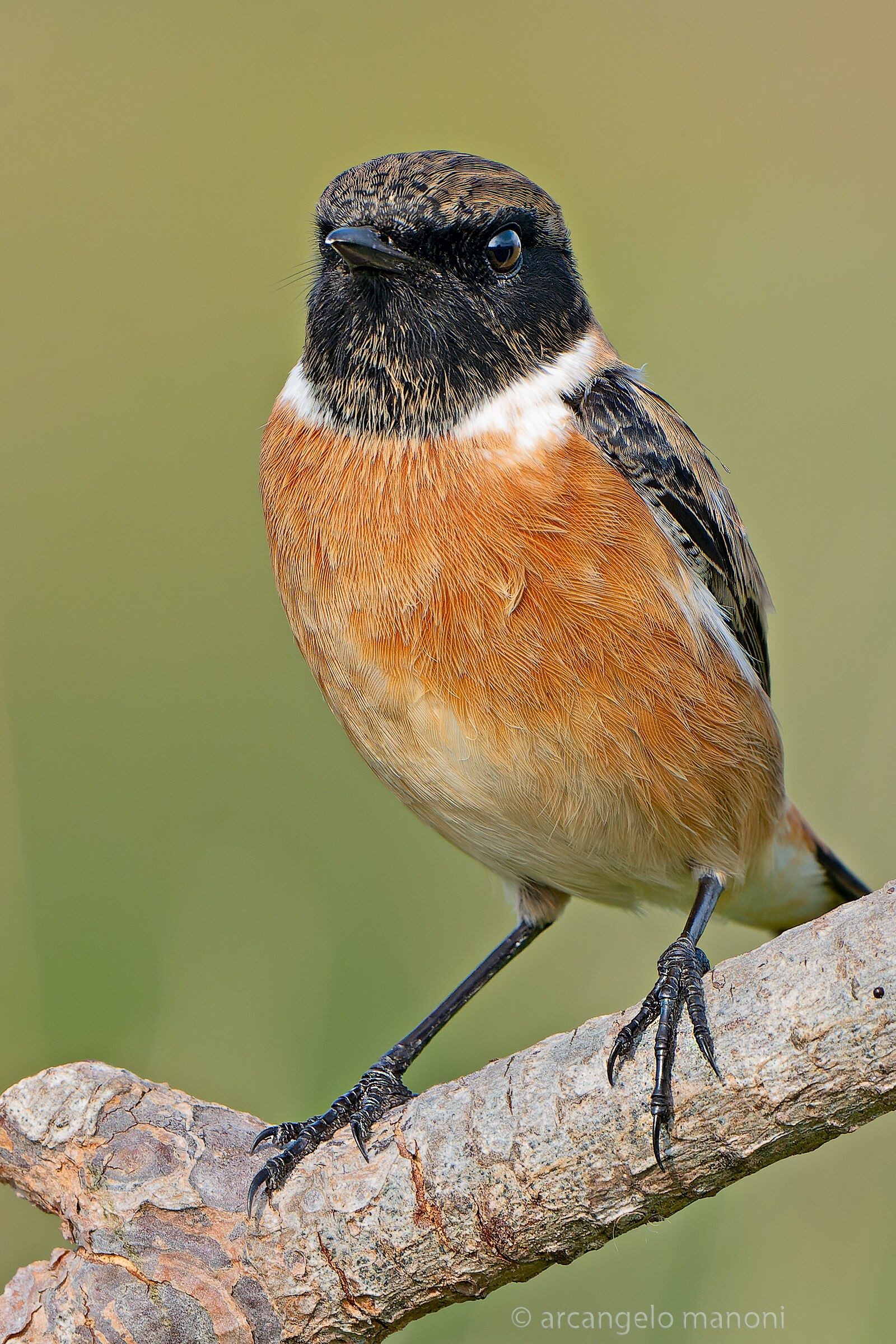 The stonechatter is back