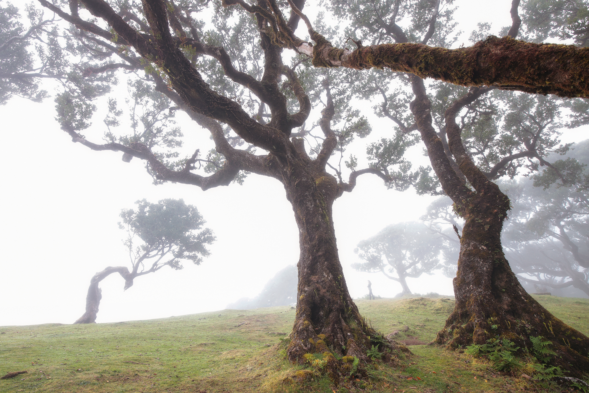 The enchanted forest