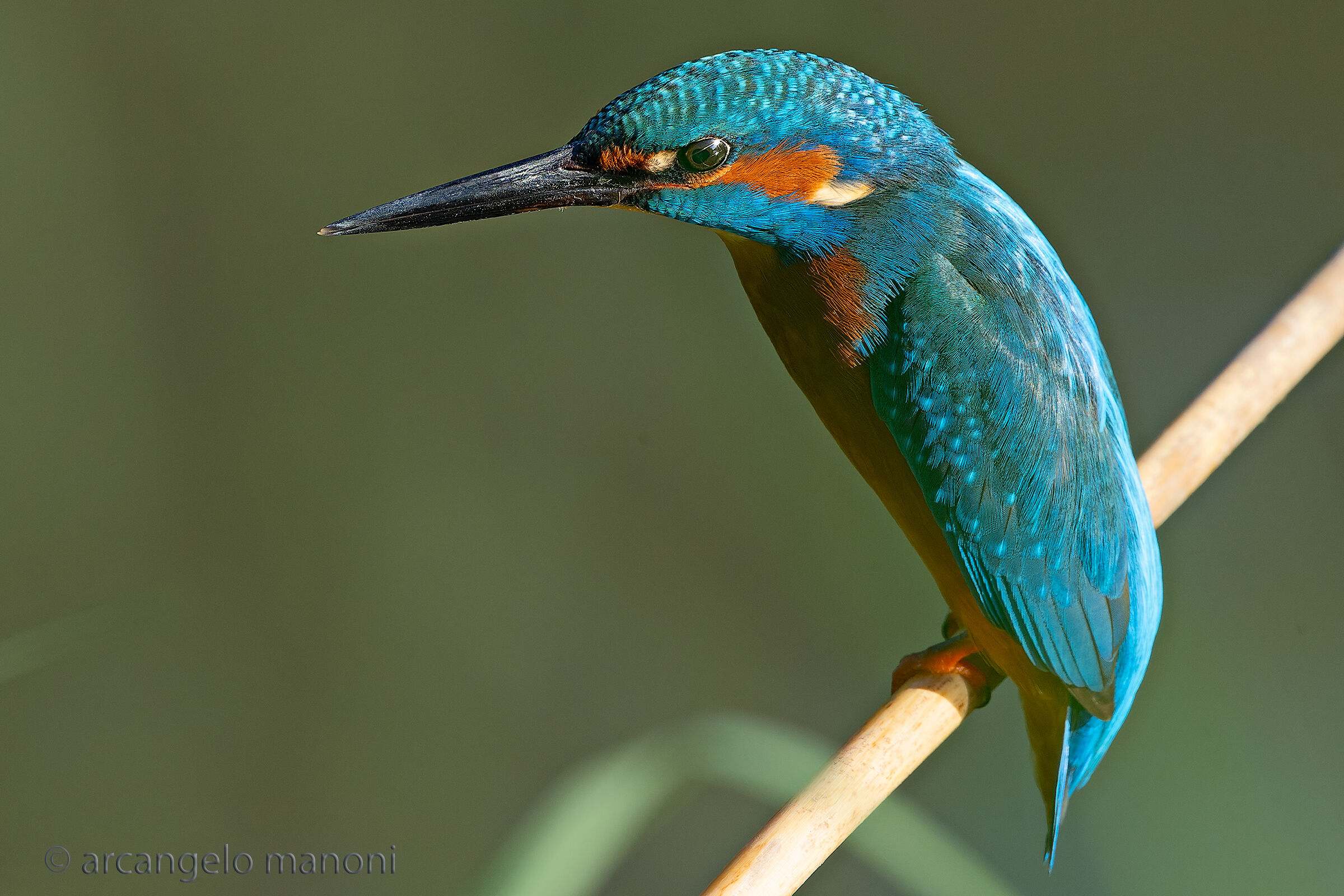 la voglia di tuffarsi