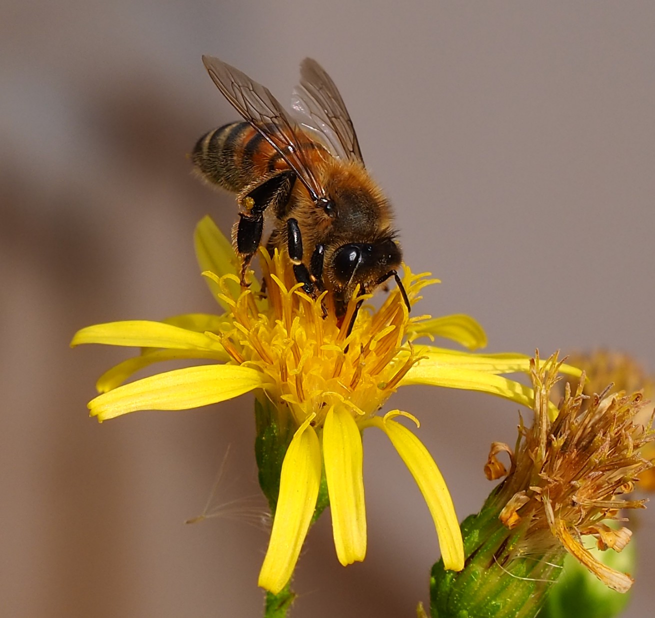 "Macro" photos