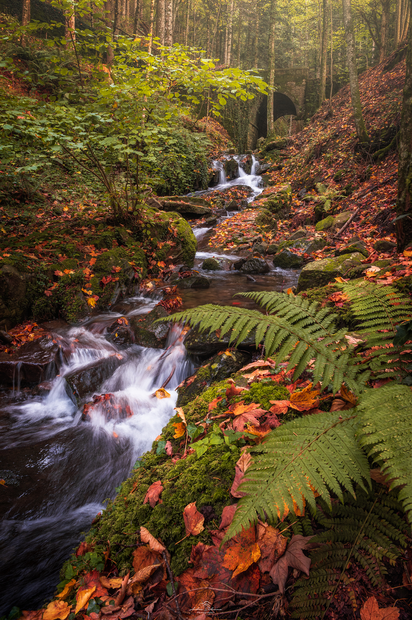 Vallombrosa in foliage