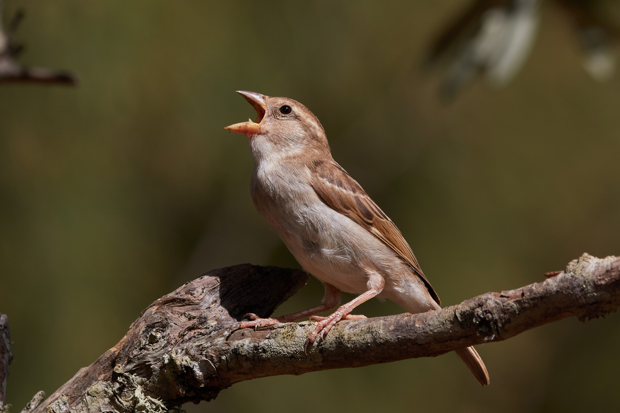 Passero