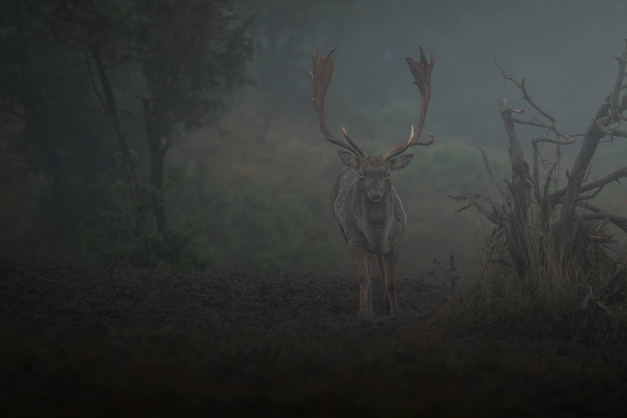 The giant in the fog...