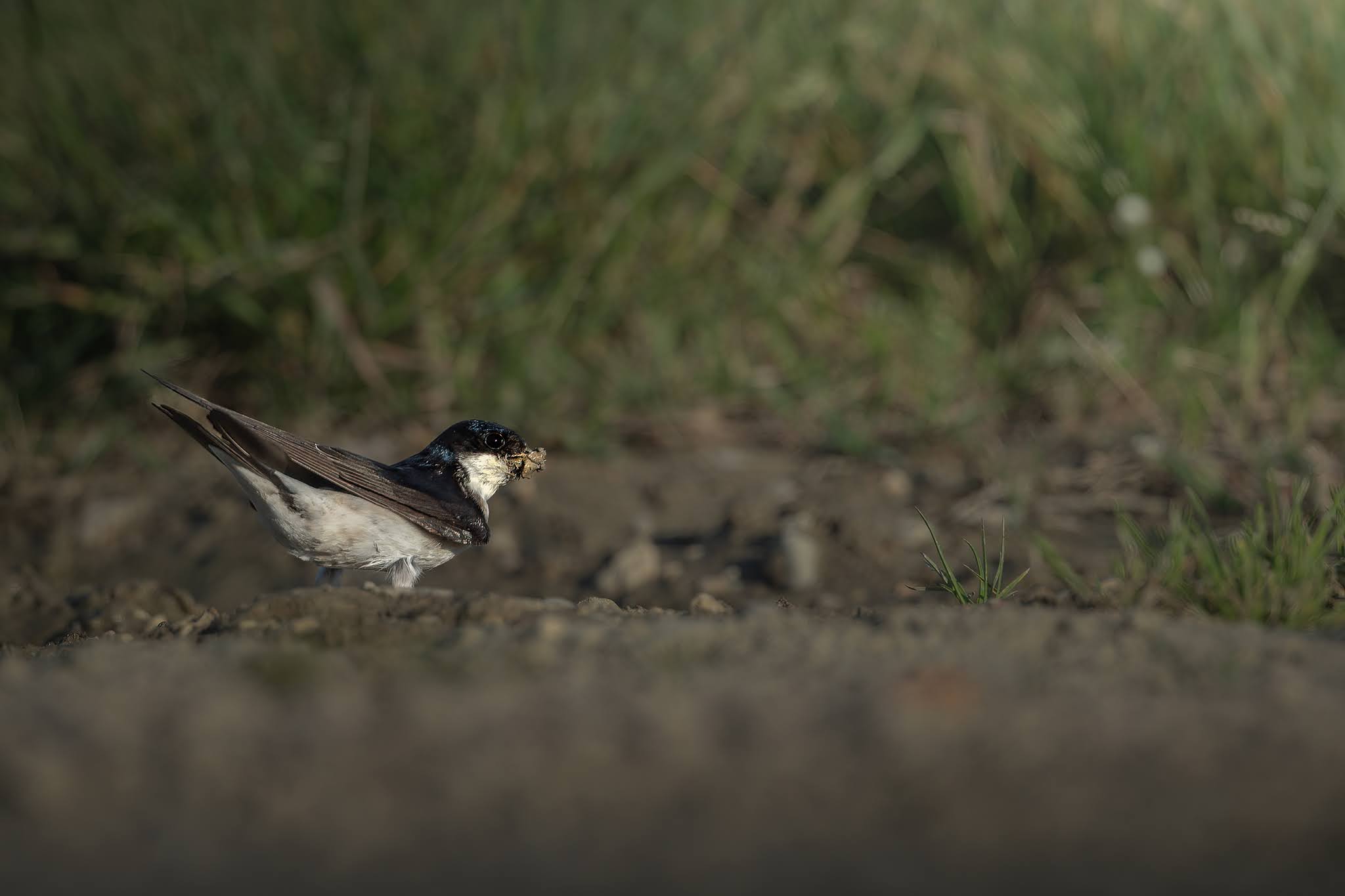 House martin