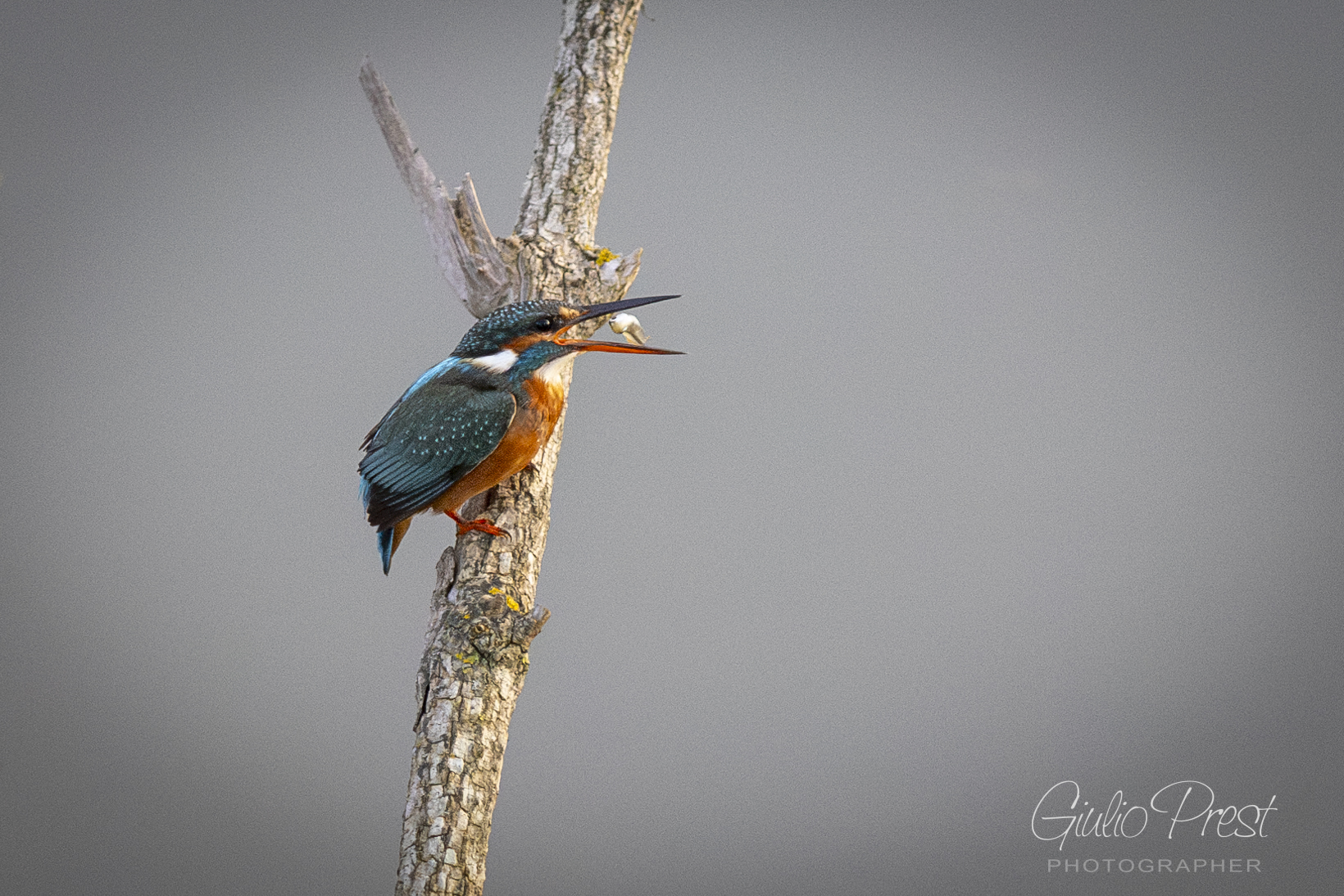 Martin Pescatore con la sua preda