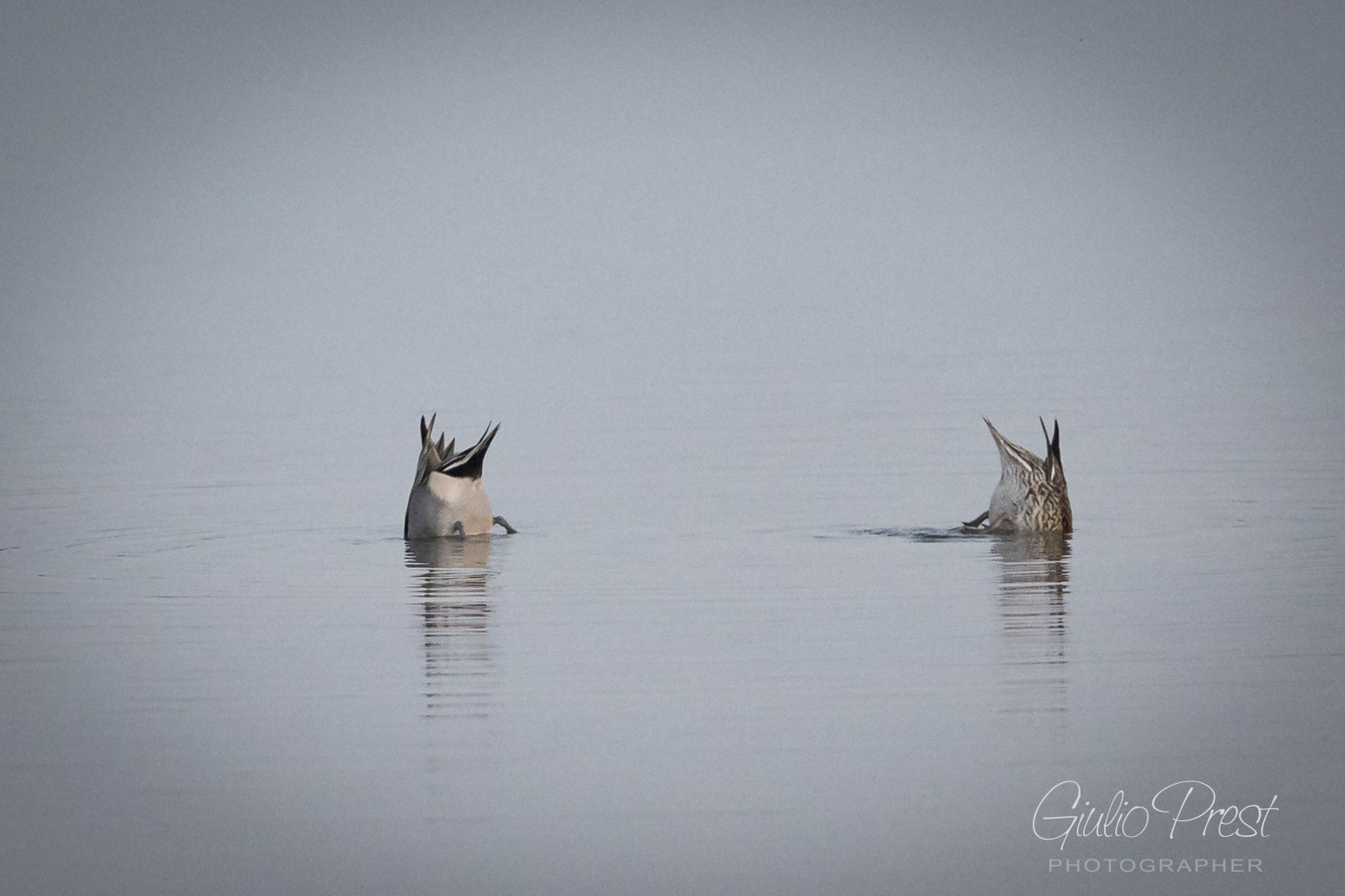 Cucu non ci siamo ...