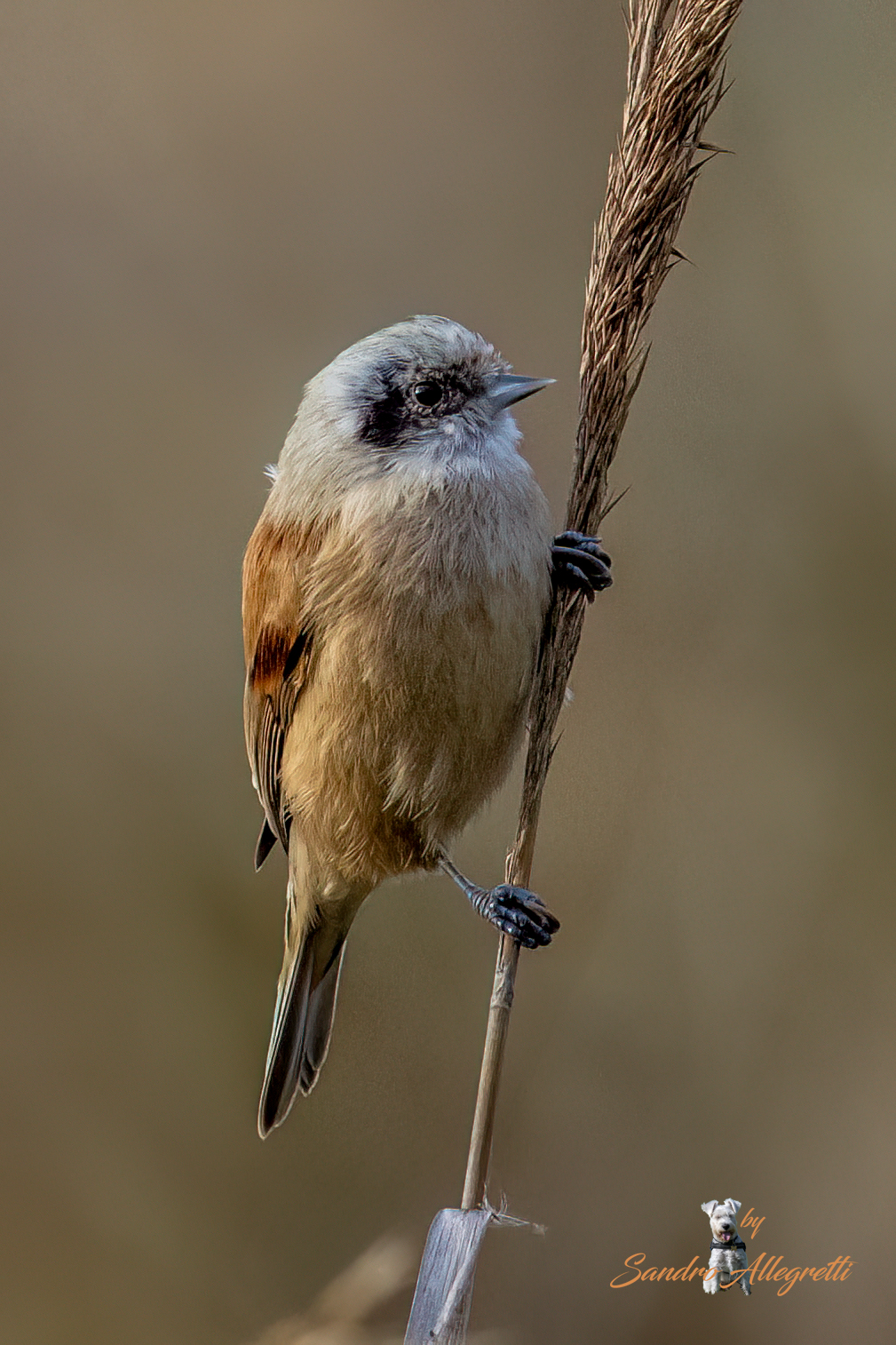 Il pendolino europeo (Remiz pendulinus)