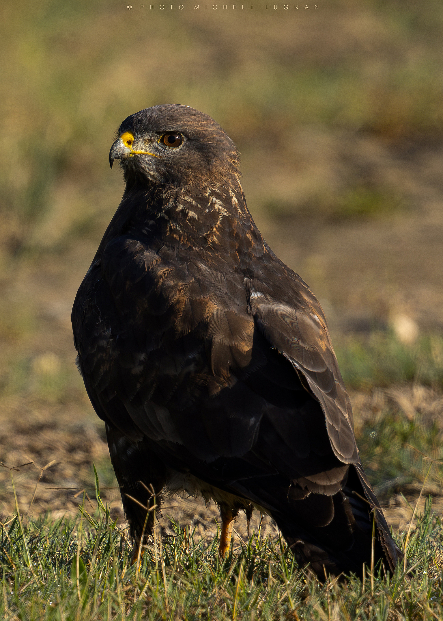 buzzard