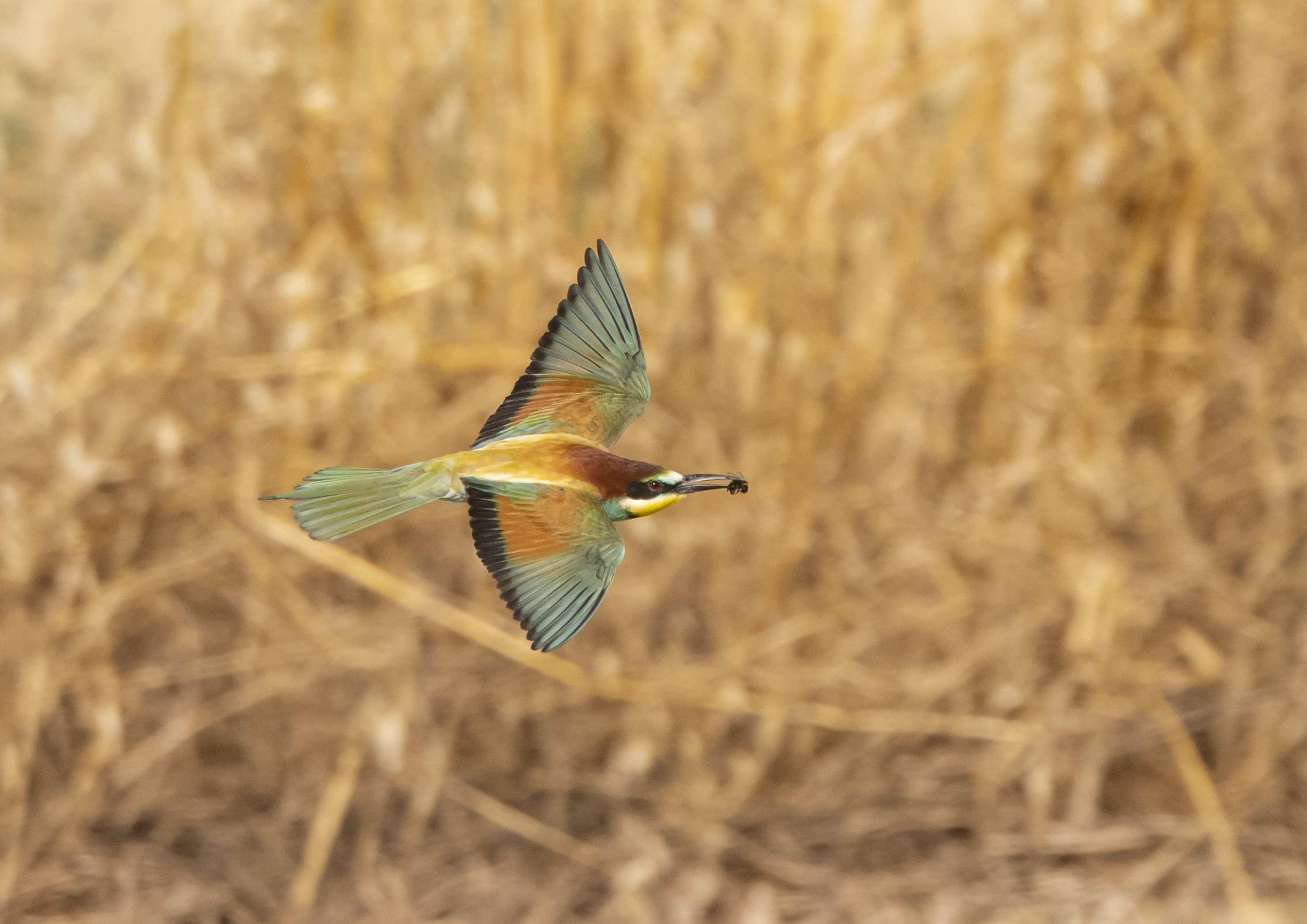 Gruccione in volo 2 - 2024