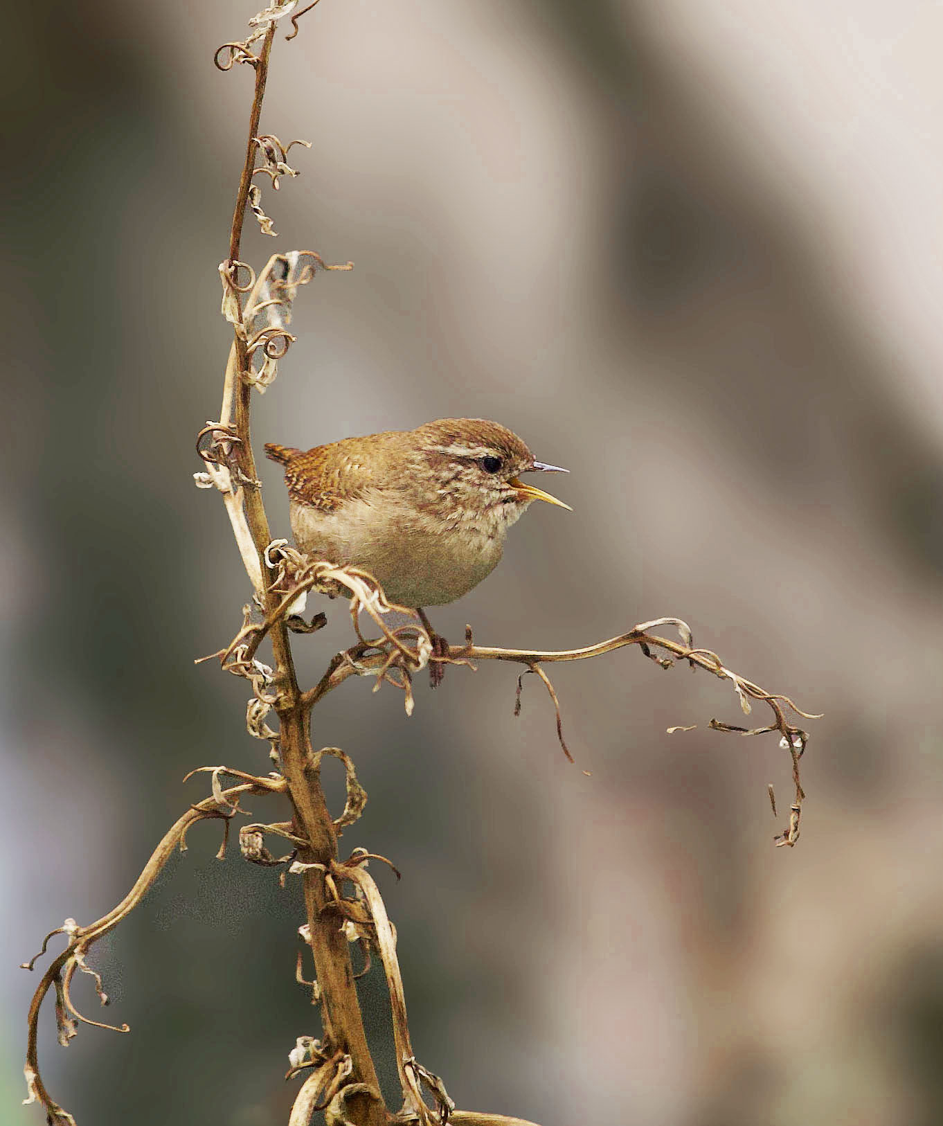 The Wren