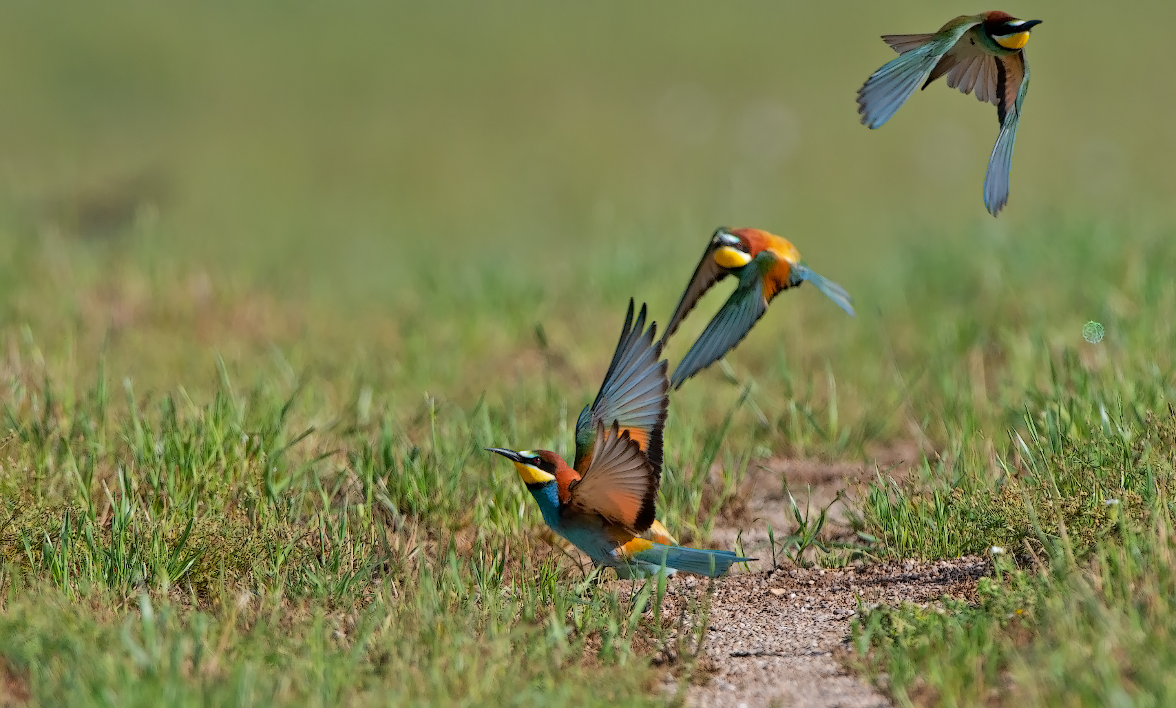 Bee-eaters