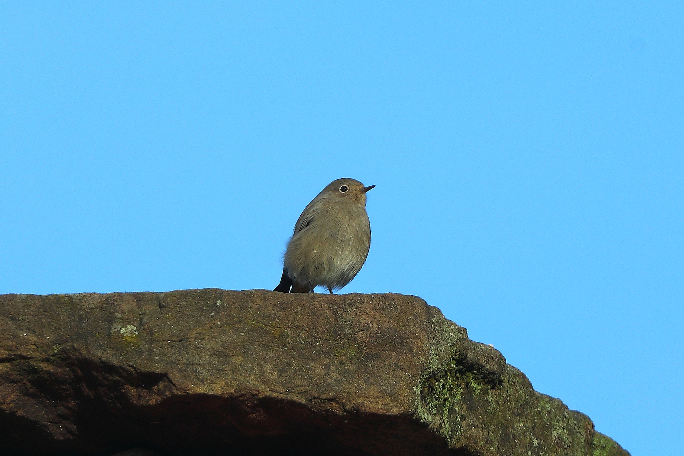 Codirosso S F 03 novembre 2024 - 0076