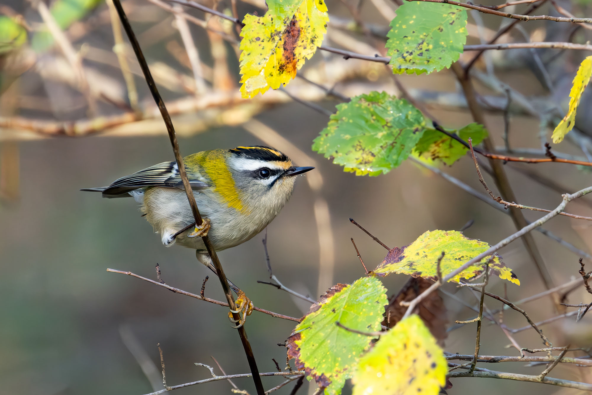 Firecrest