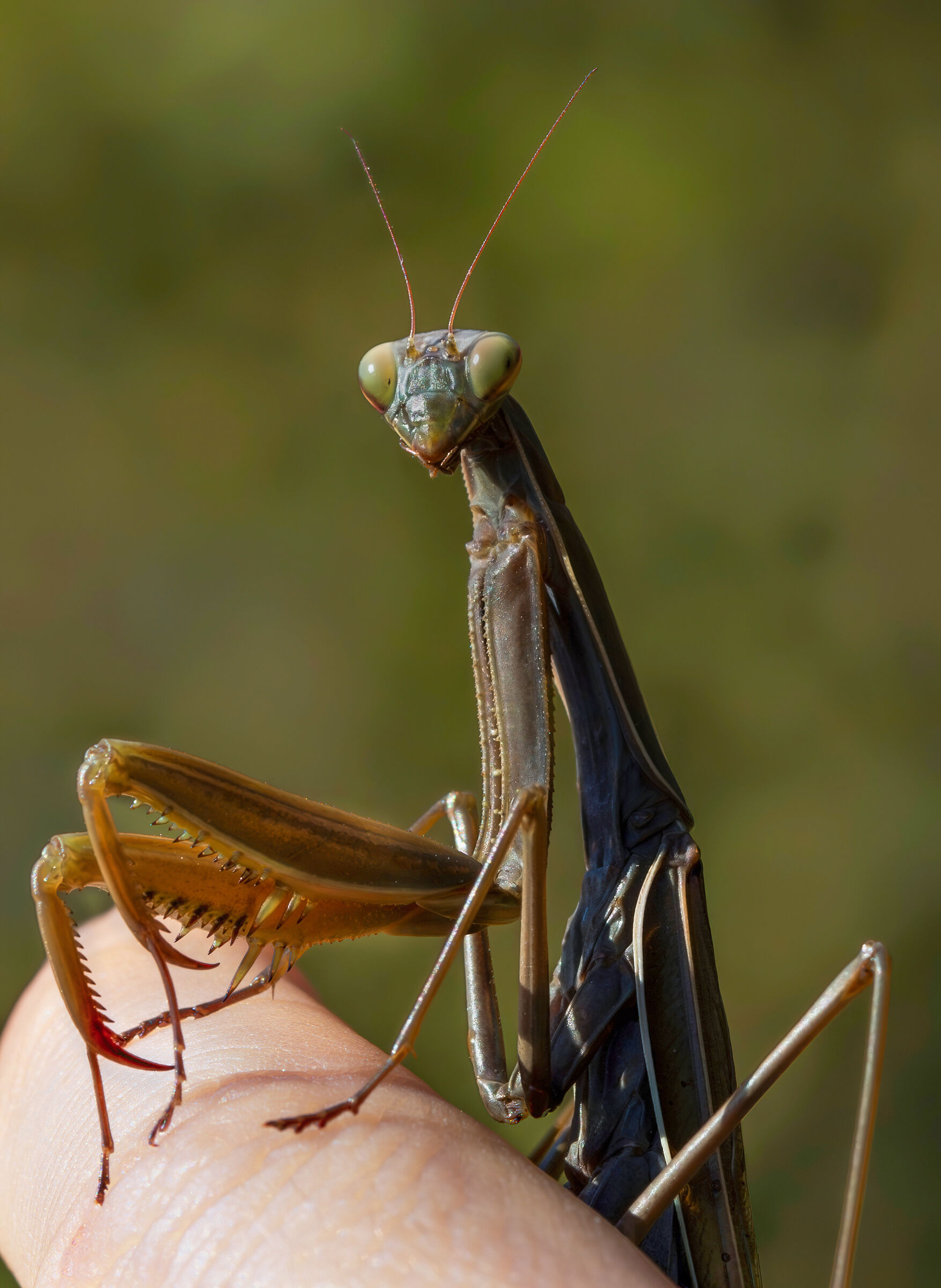 Mantis religiosa