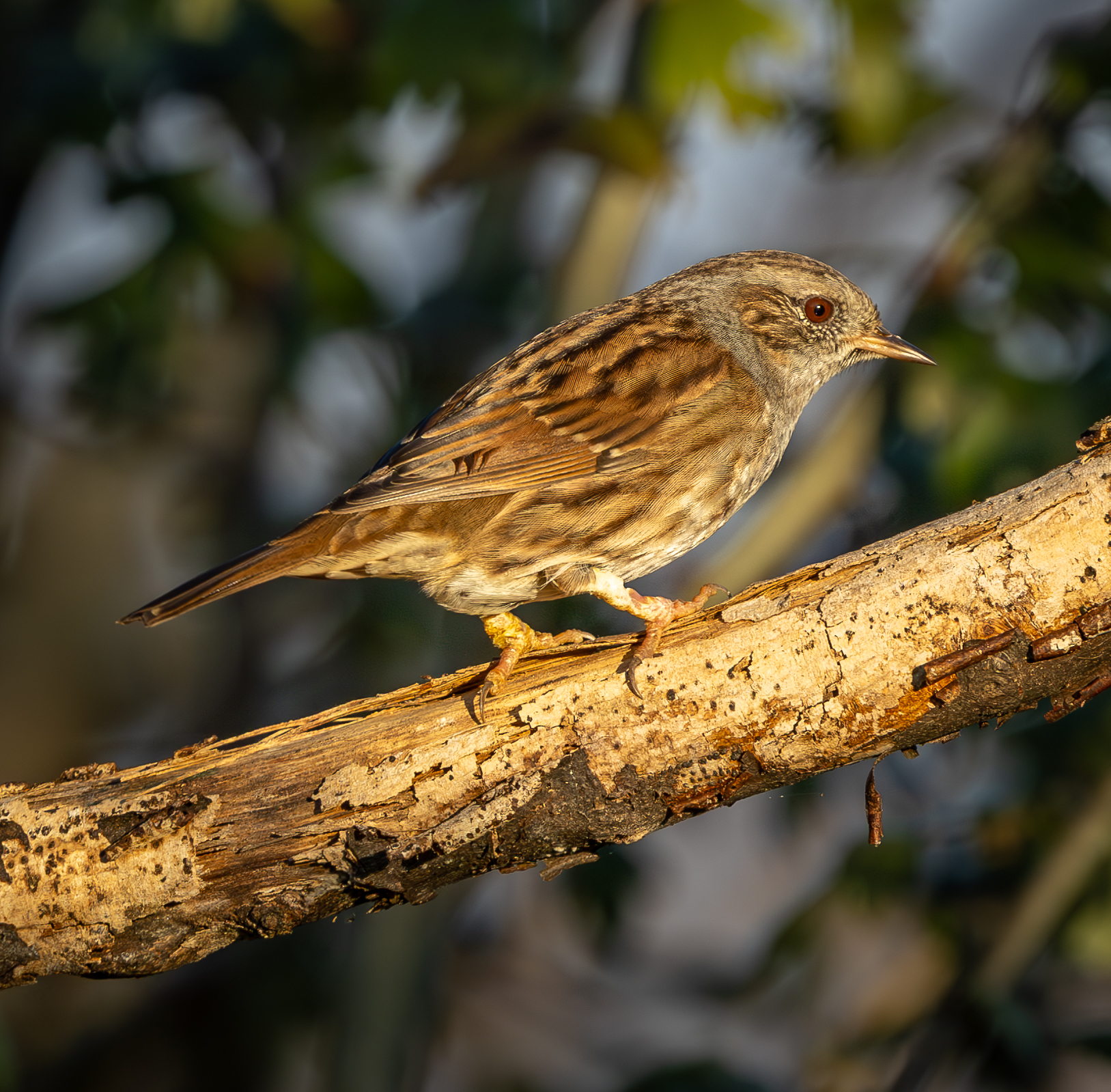 passera scopaiola