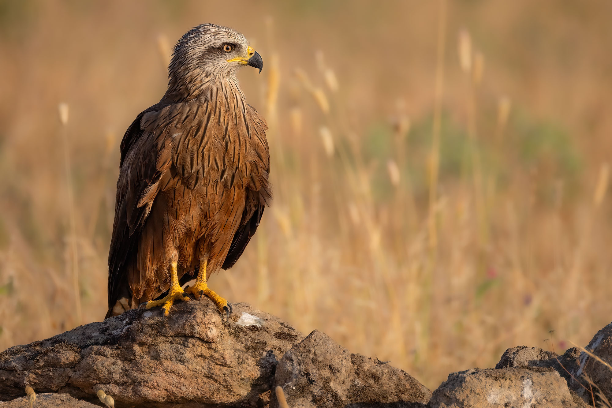 Black kite