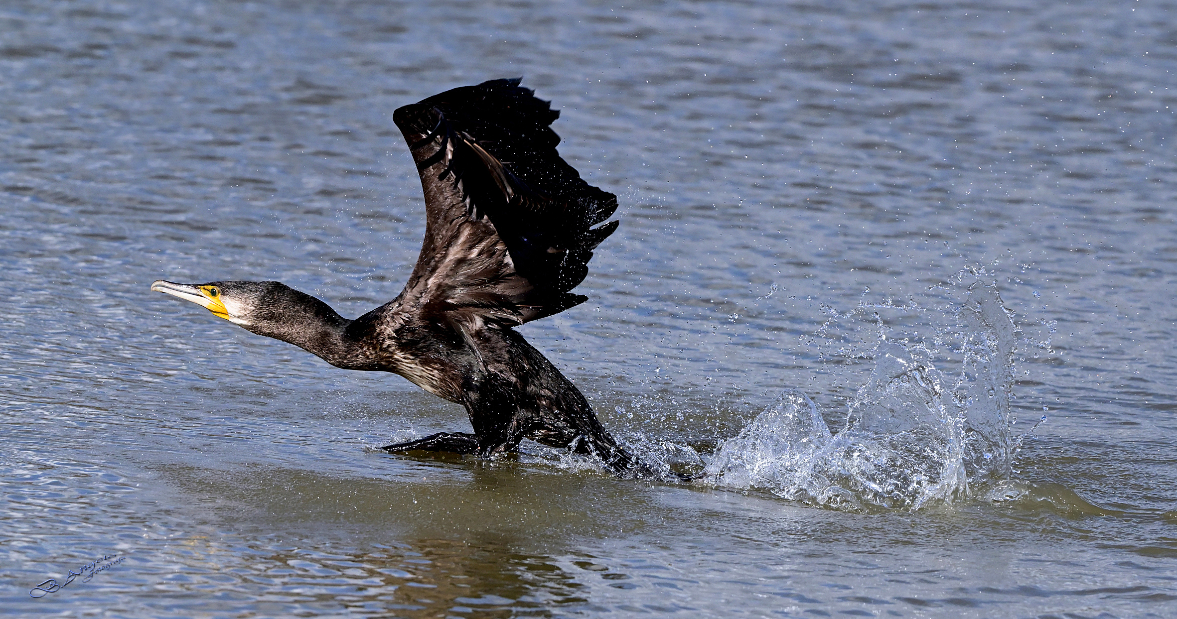 " decollo "  Cormorano