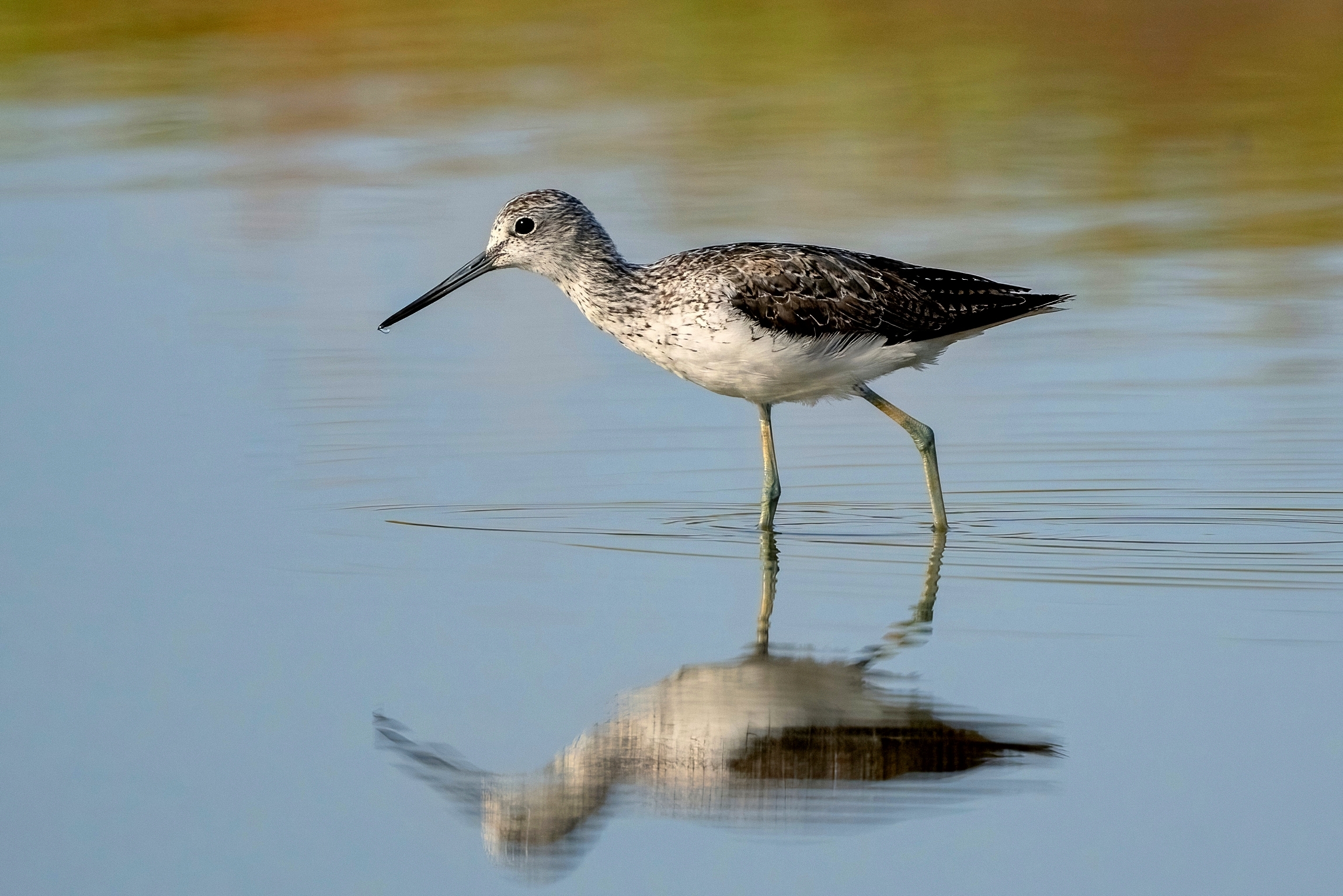 Common Greenshank (Tringa nebularia)