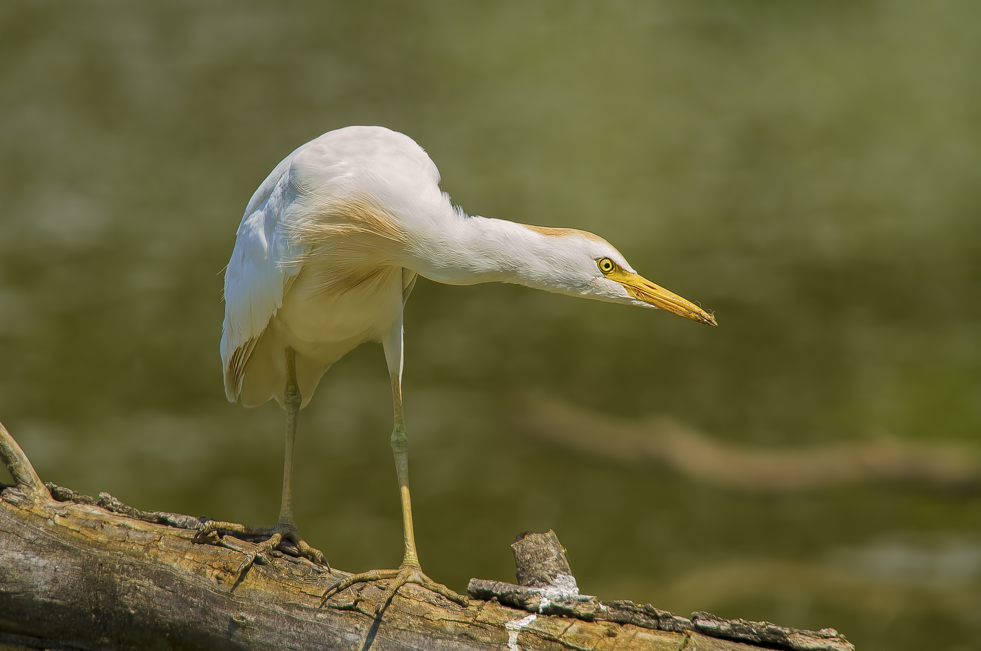 Egret.