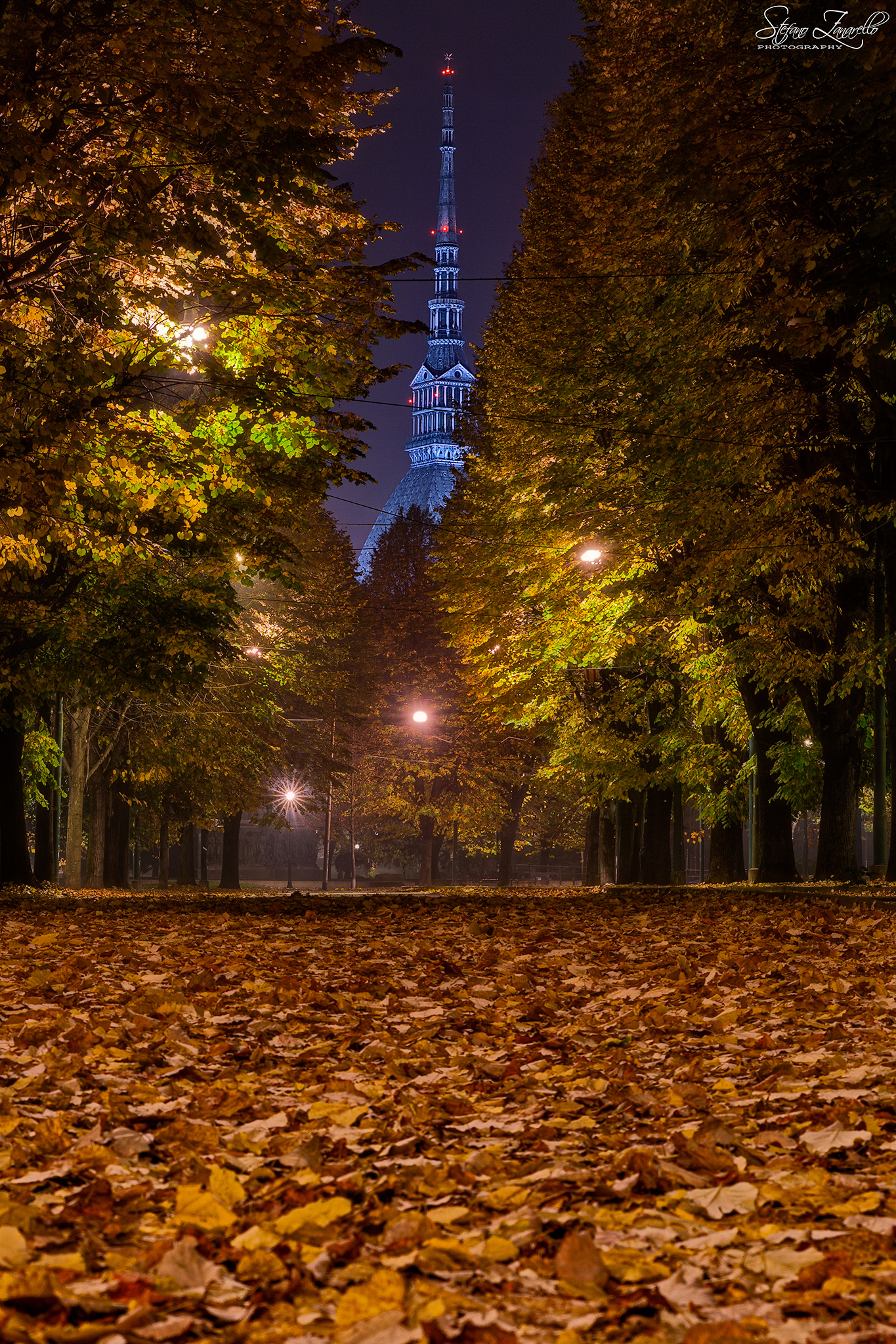 Above a sea of leaves