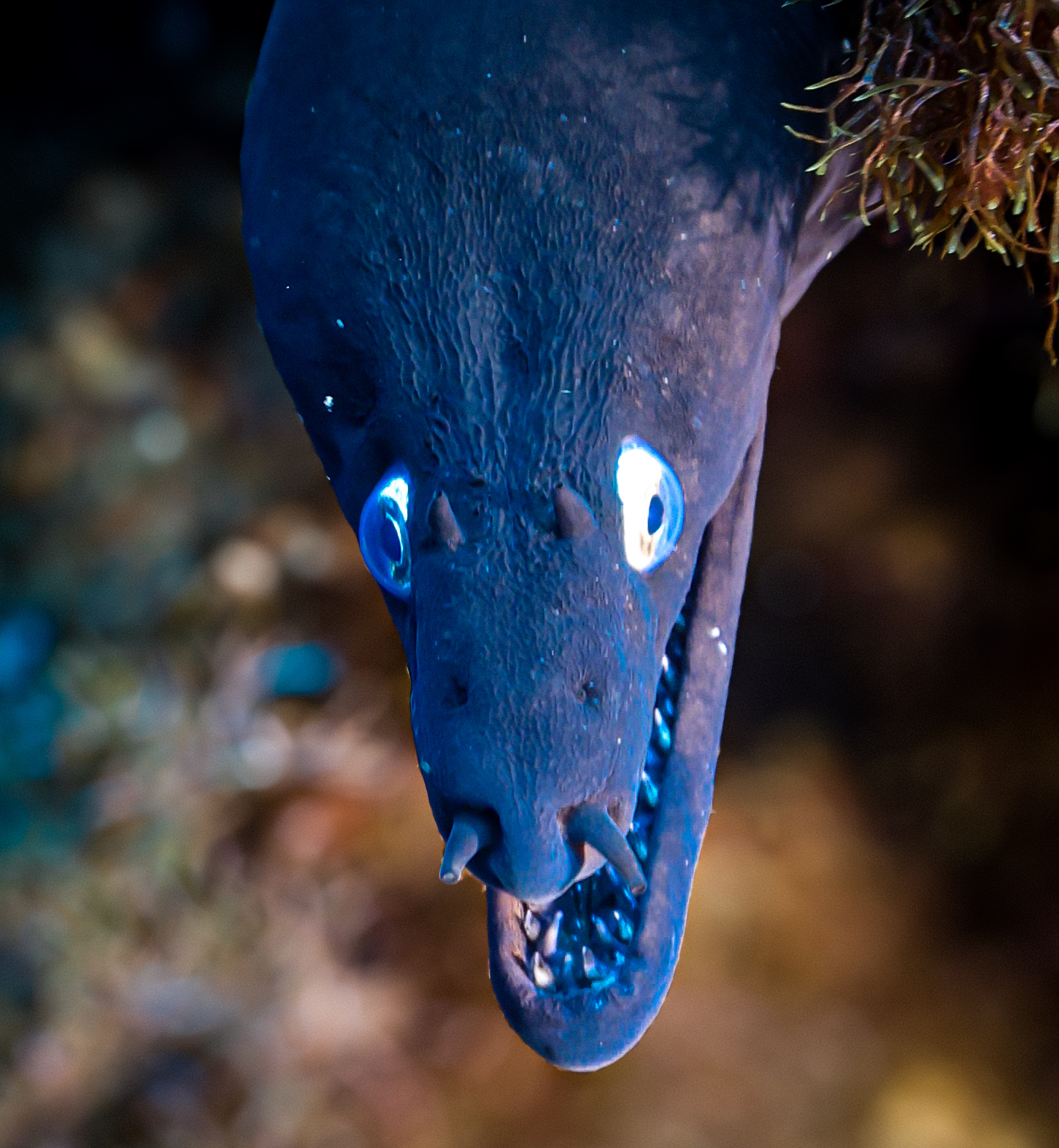 moray eel 3