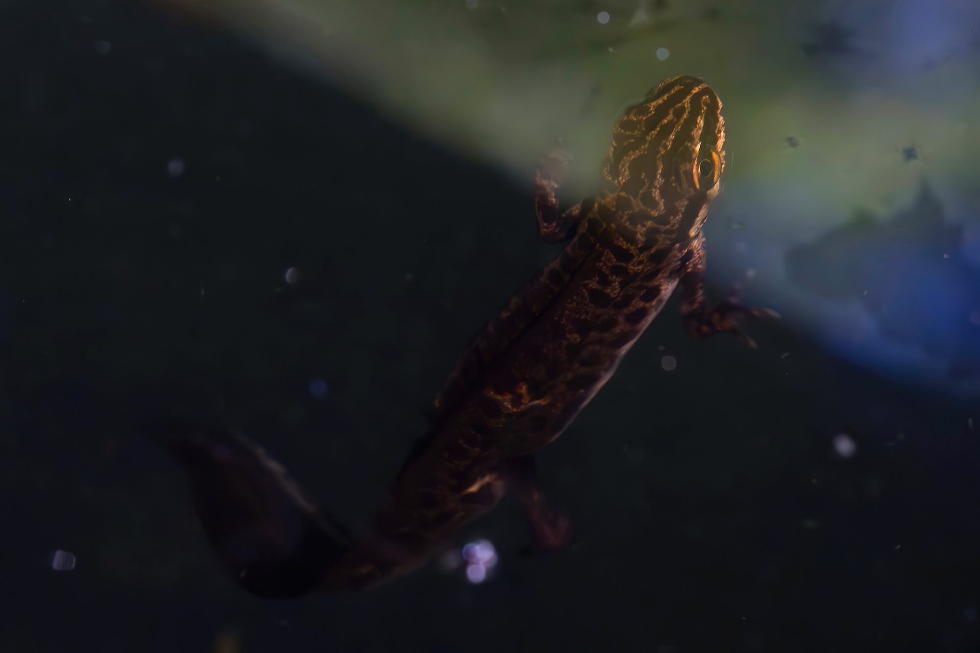 Lissotriton vulgaris (Dotted Newt)