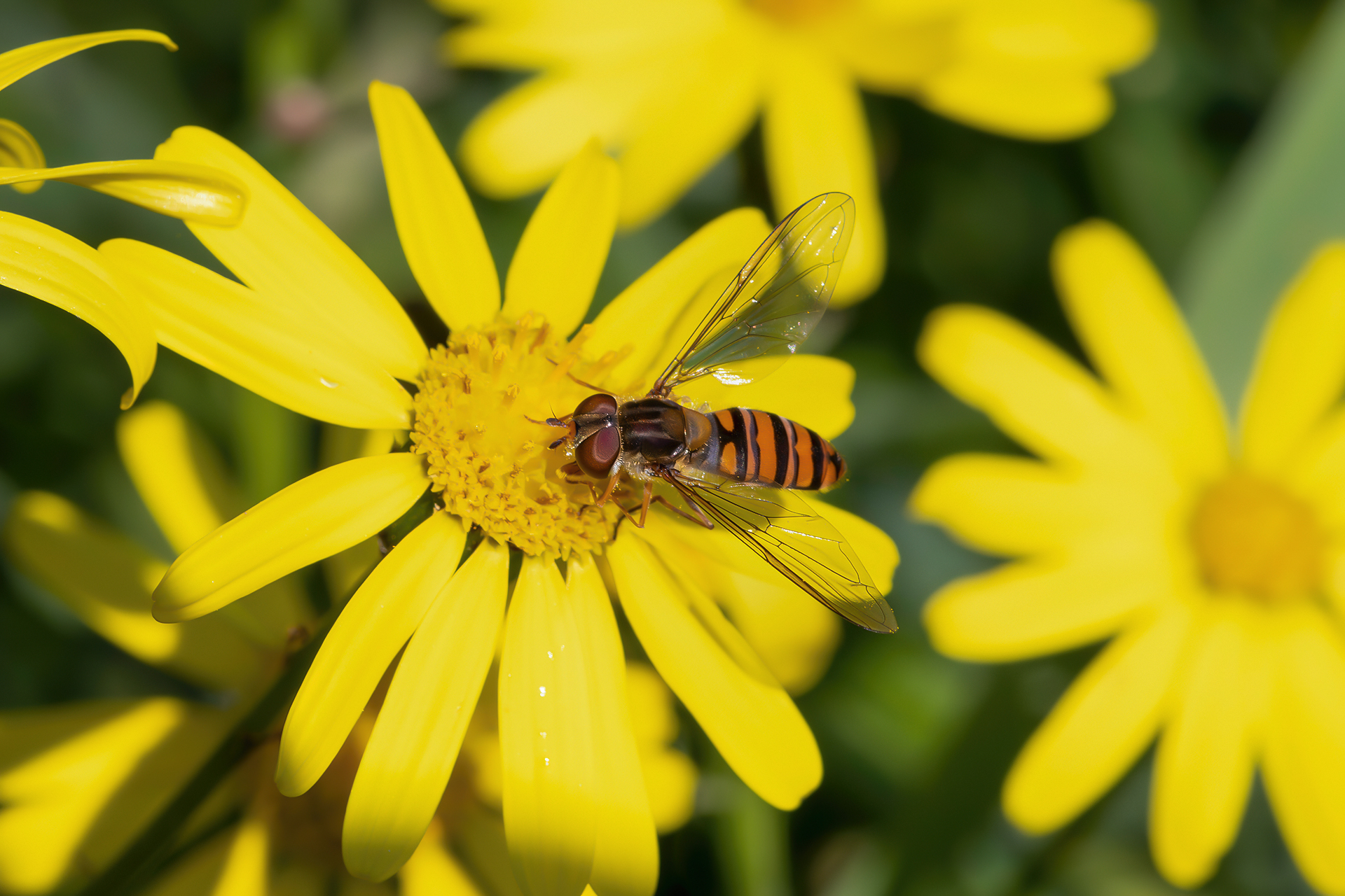 Episyrphus balteatus