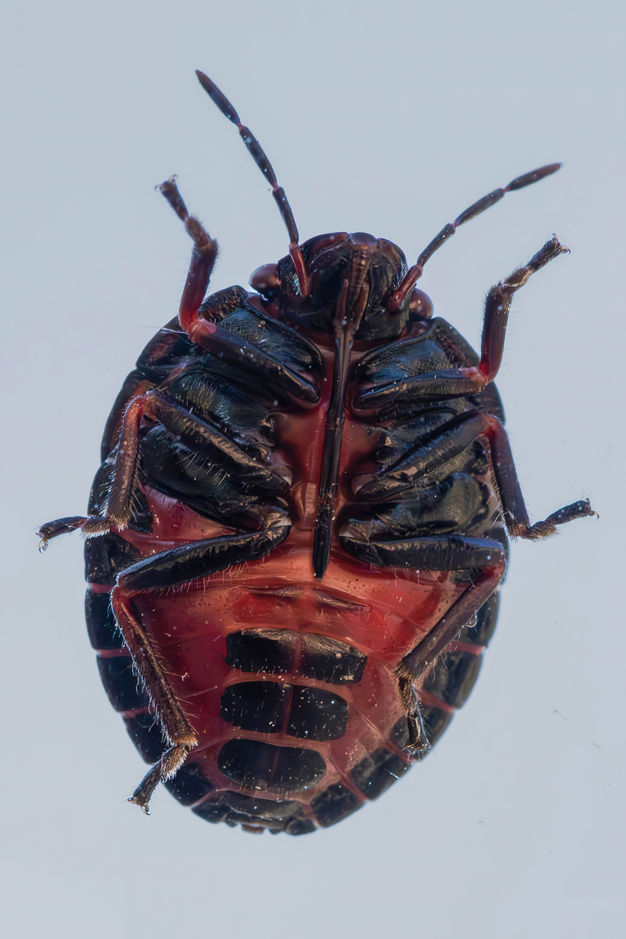 Solenosthedium bilunatum (nymph)